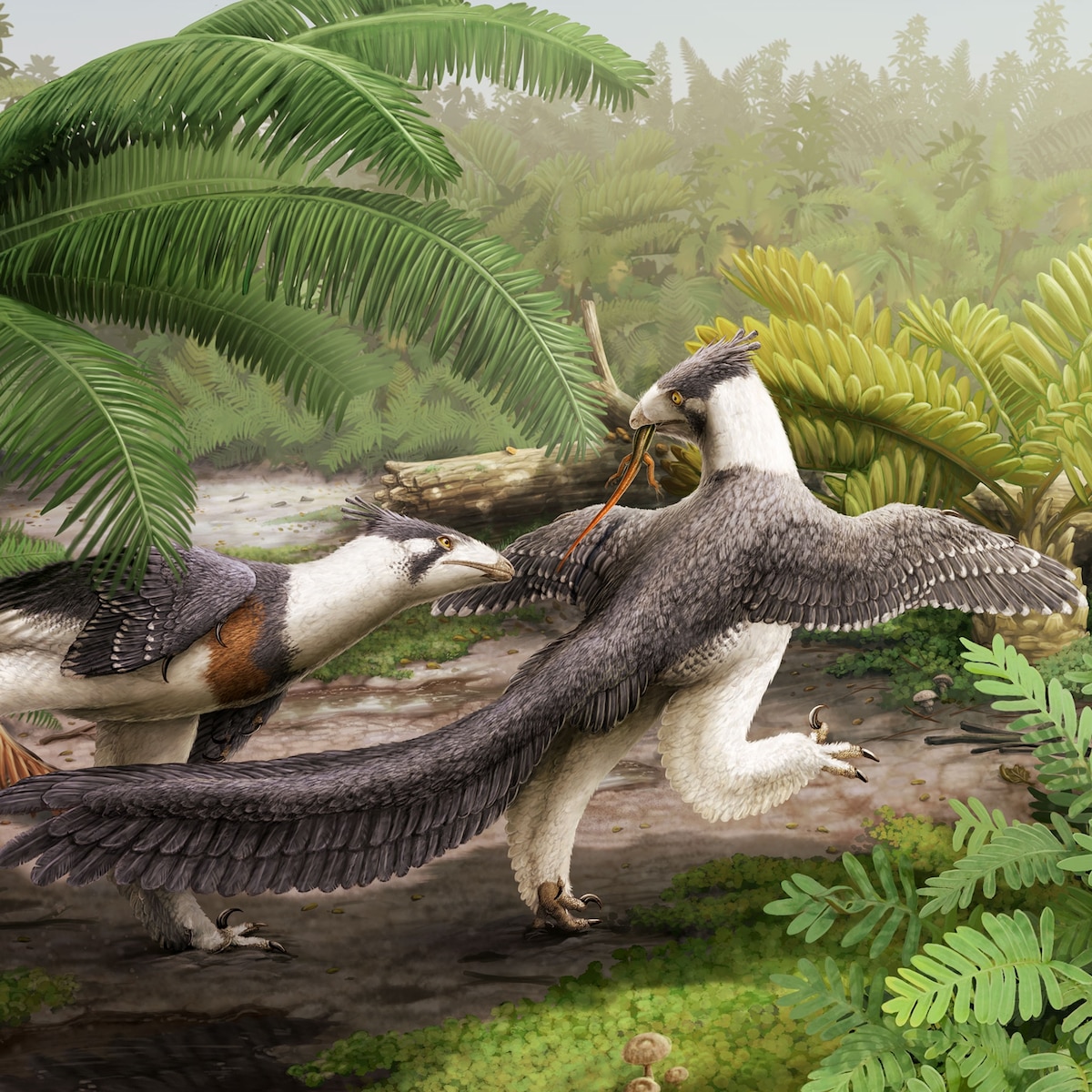 Oldest known Velociraptor relative in North America discovered