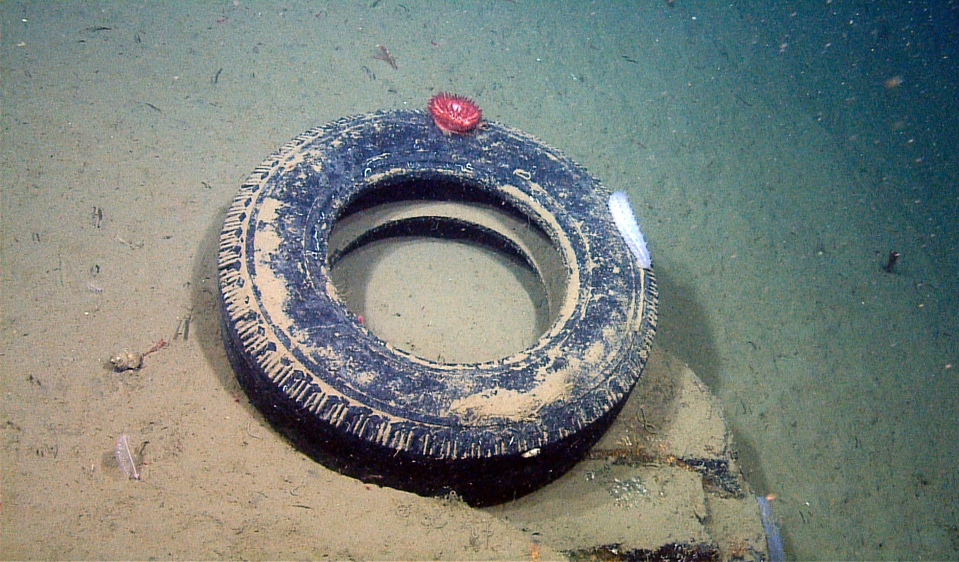 a tire on a ledge in Monterey Canyon