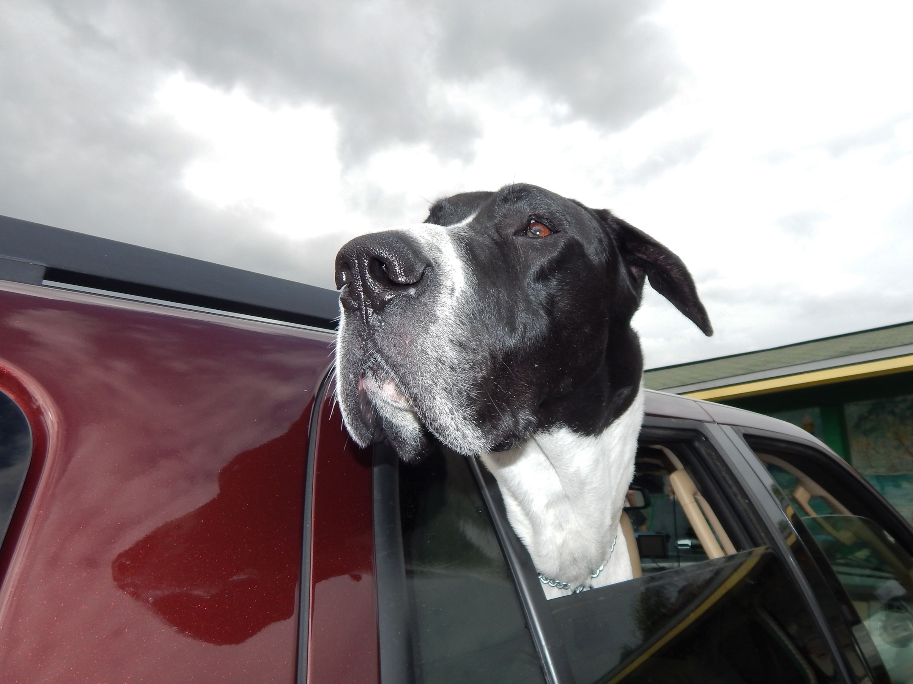 a Great Dane named Babe.