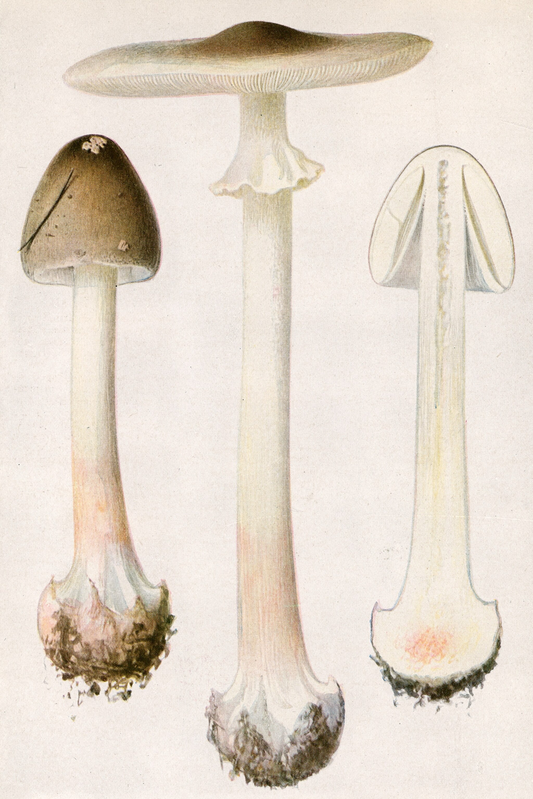 Death cap mushrooms are extremely deadly—and they’re spreading