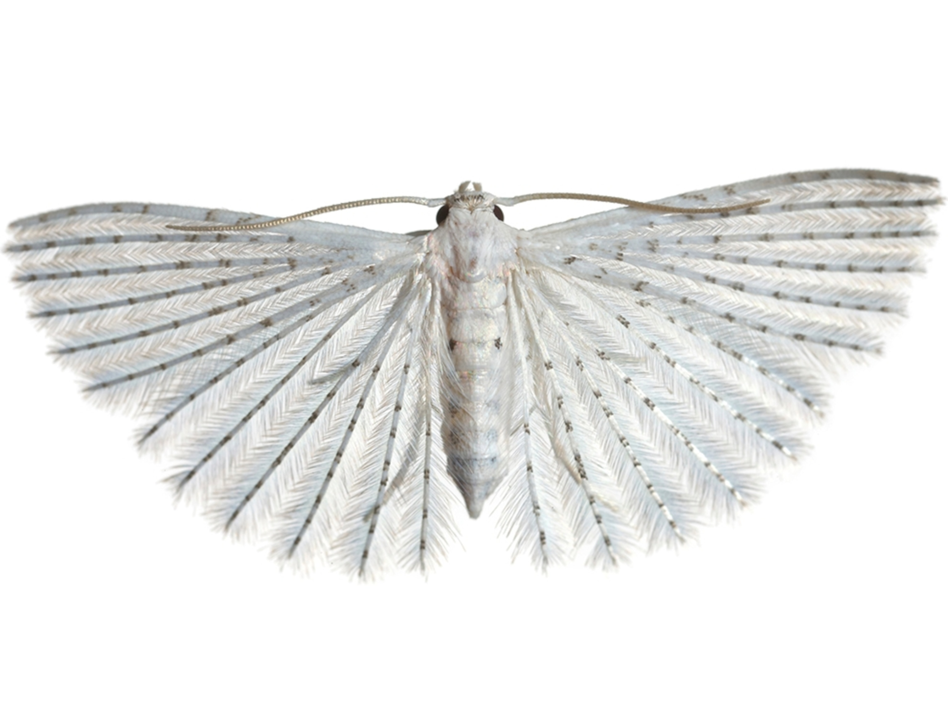 Common Name: White plume moth, Scientific Name: Alucita sp., Magnification: 3x,
