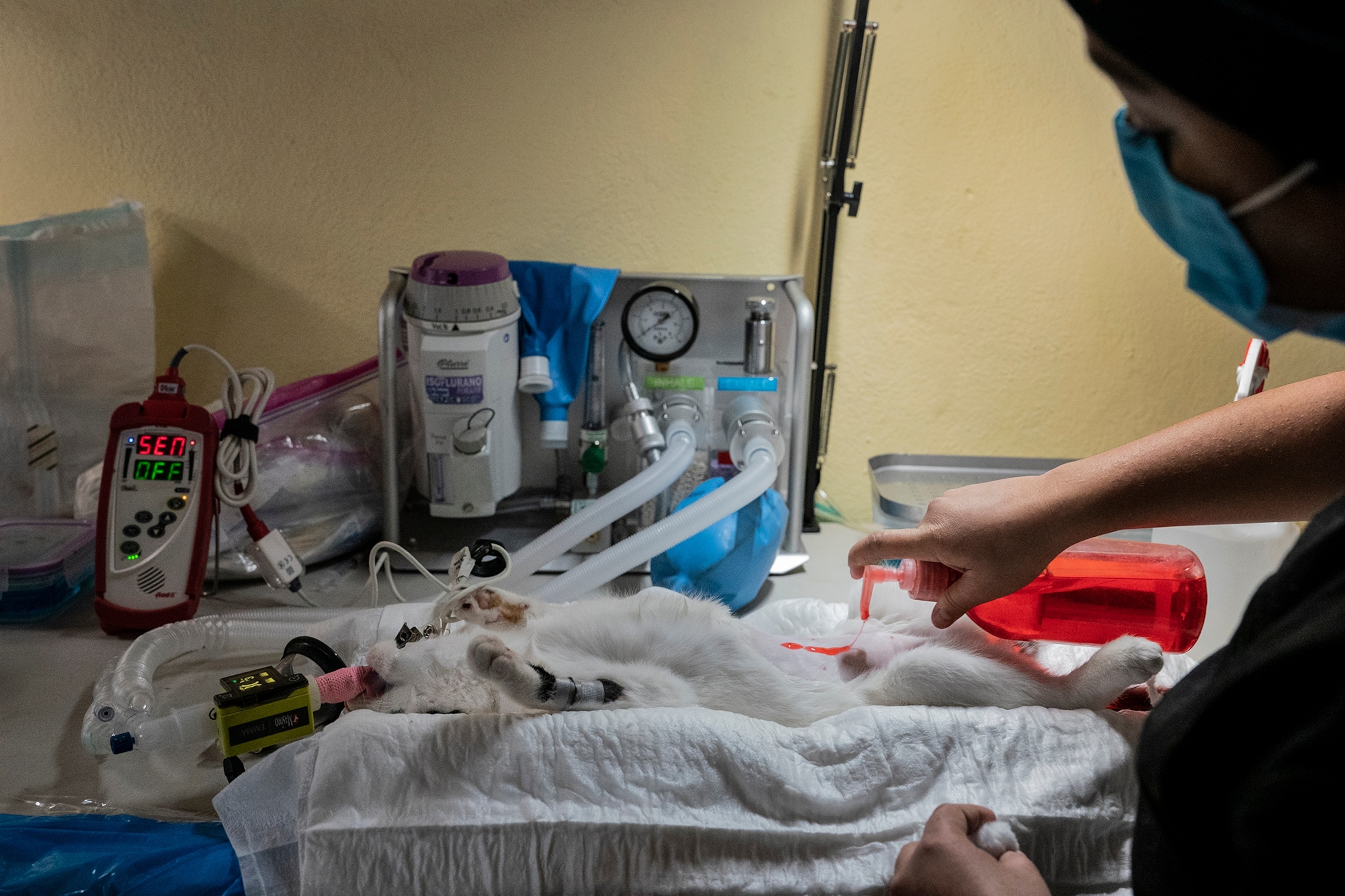 Veterinarian prepares to spay a cat.