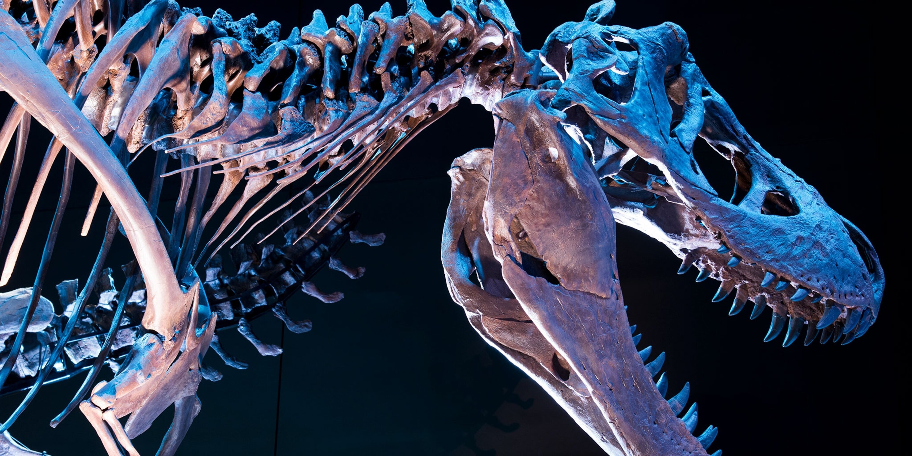 Actually, You Could Have Outrun a T. rex