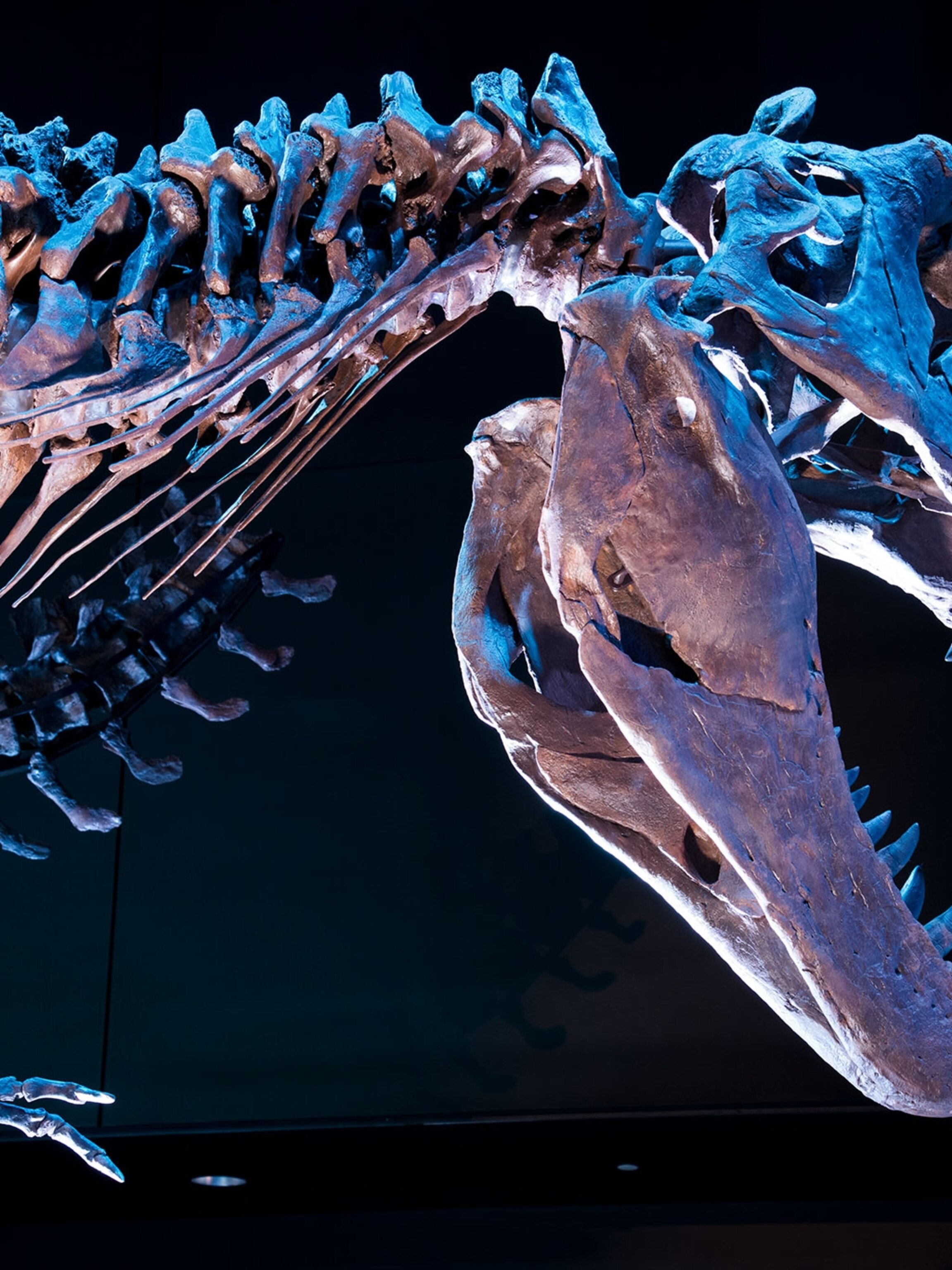 Actually You Could Have Outrun A T Rex