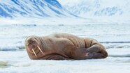 Arctic Walrus Arctic Walrus