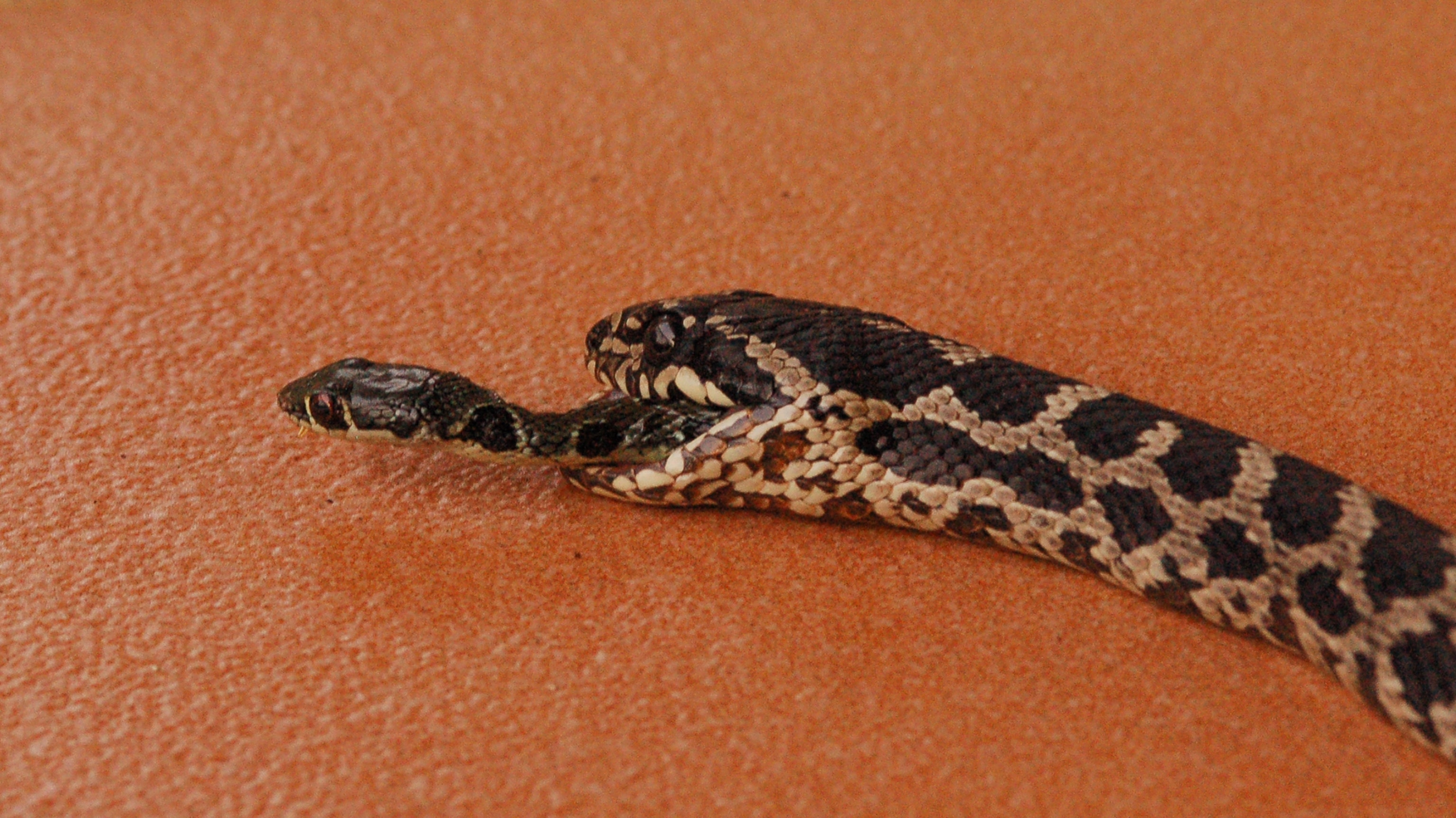 Snake Digestive System