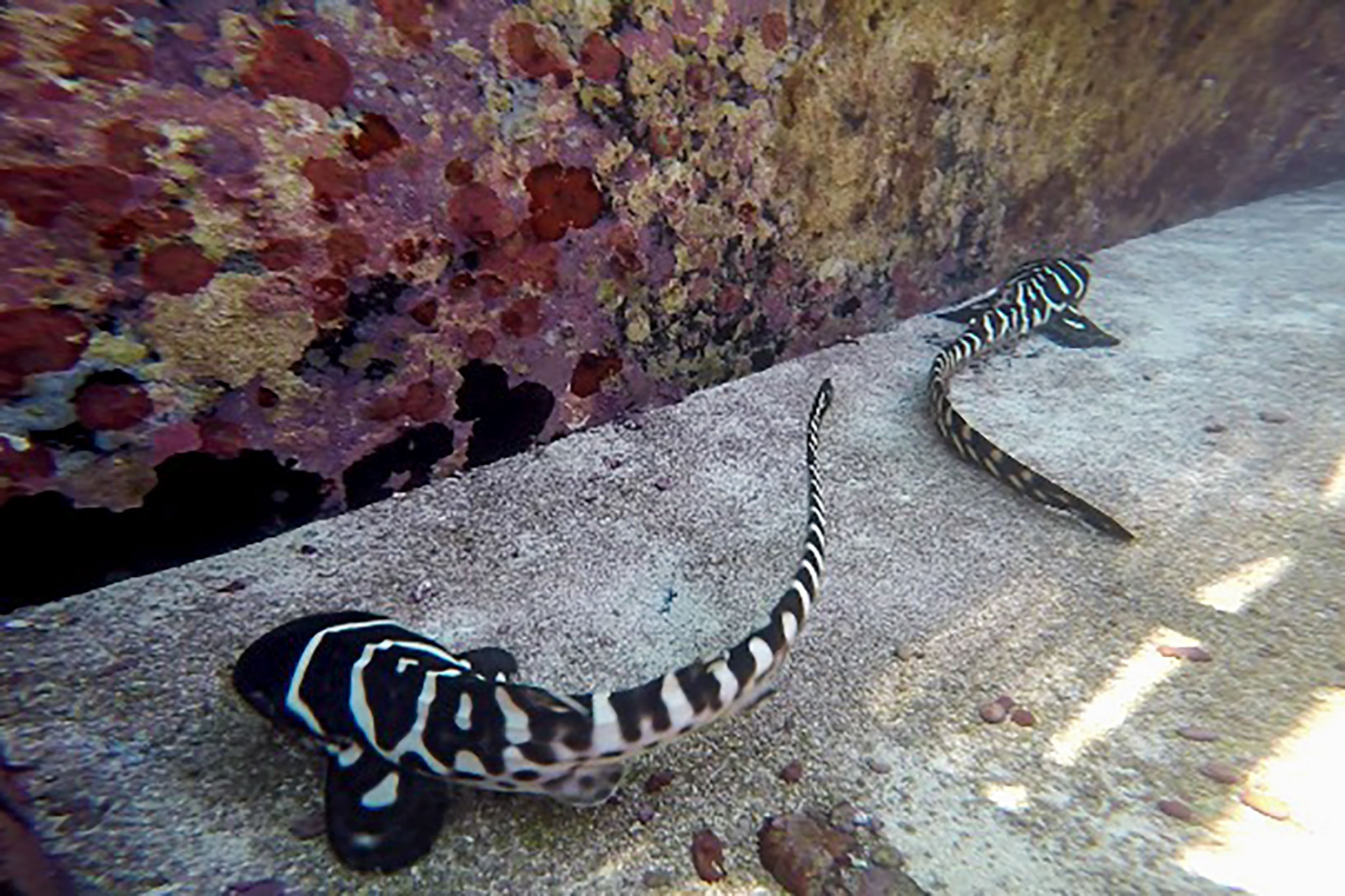 Shark Surprises Aquarium With Rare ‘Virgin Birth’