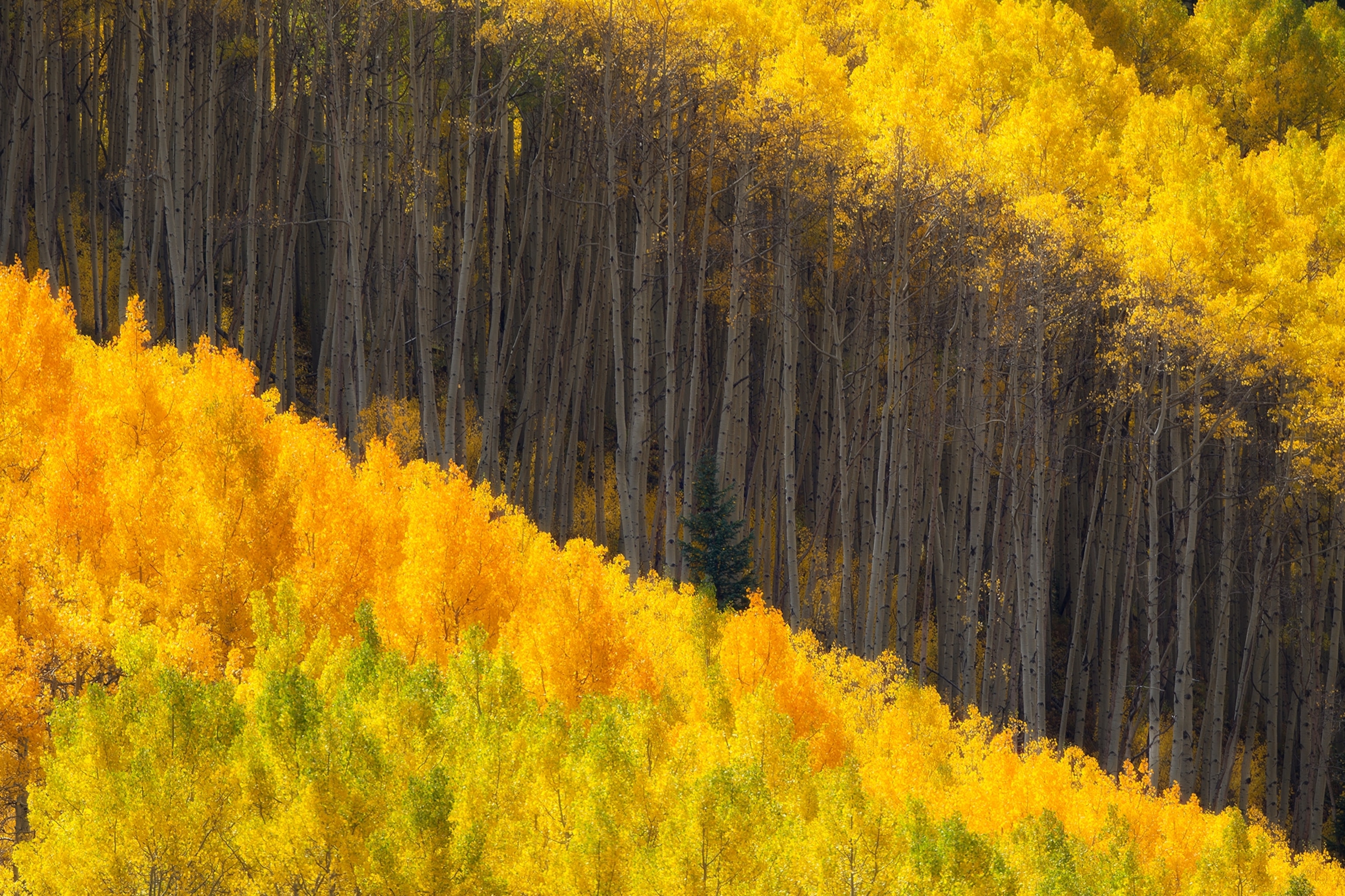 aspen trees
