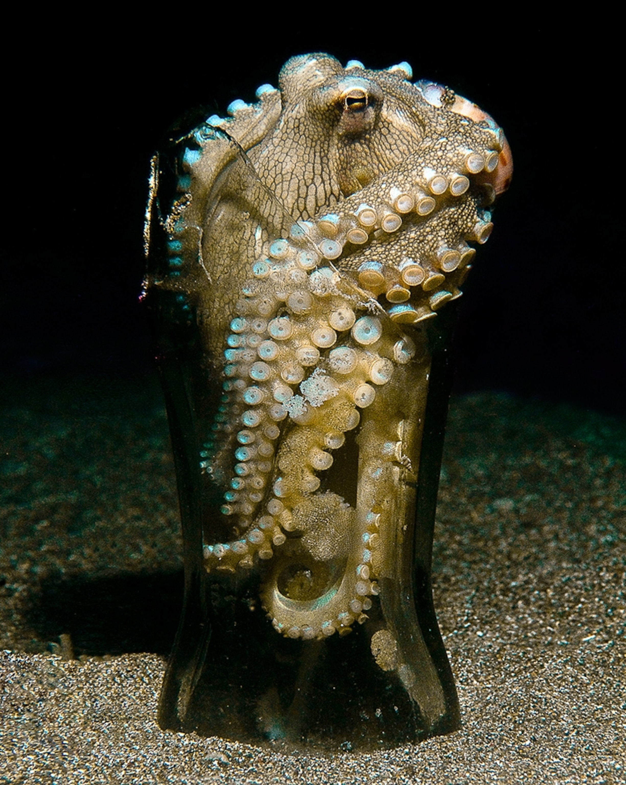 Underwater picture: veined octopus in a bottle off the Philippines -- for best pictures of September photo gallery