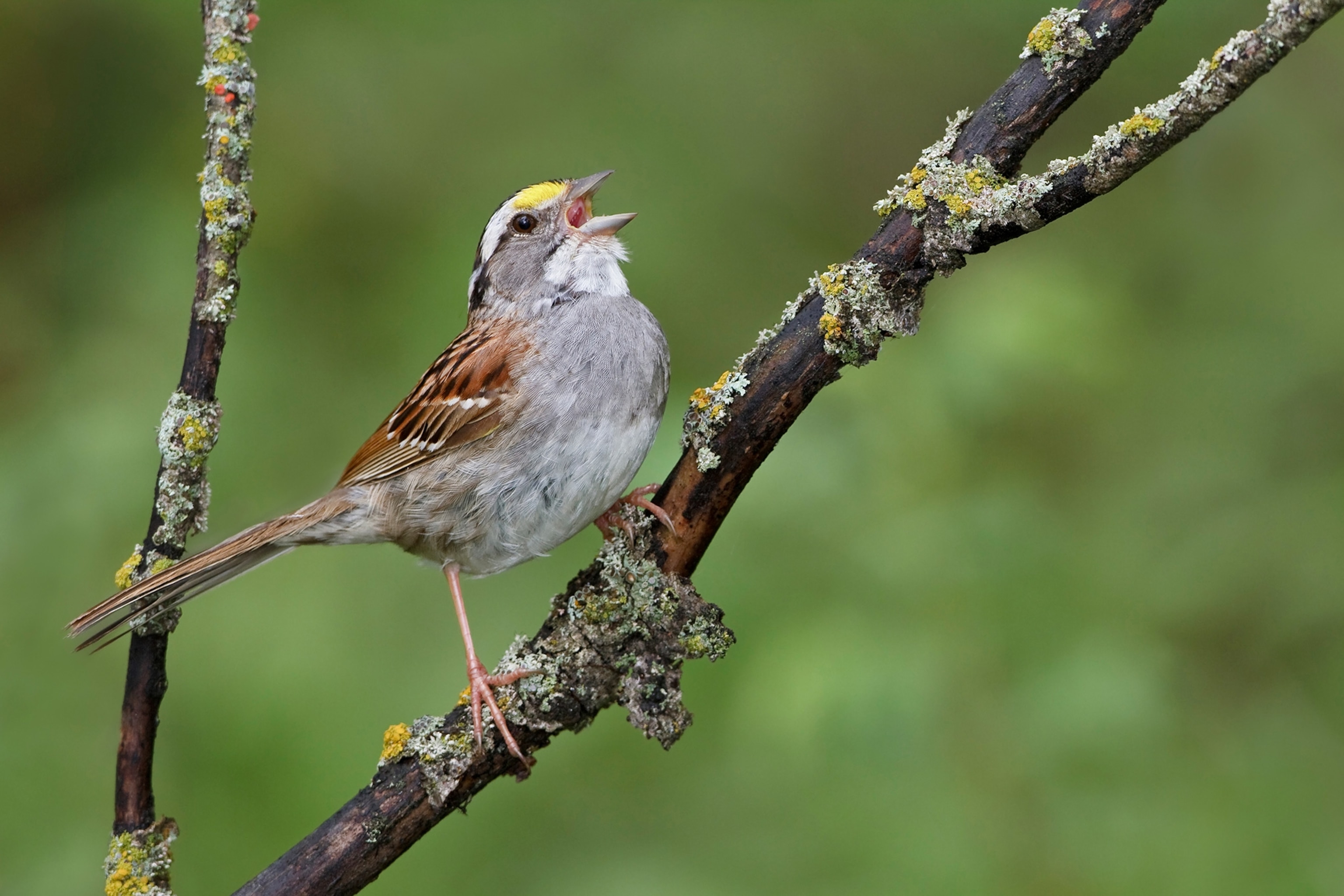 a white throated sparrow singing on a branch