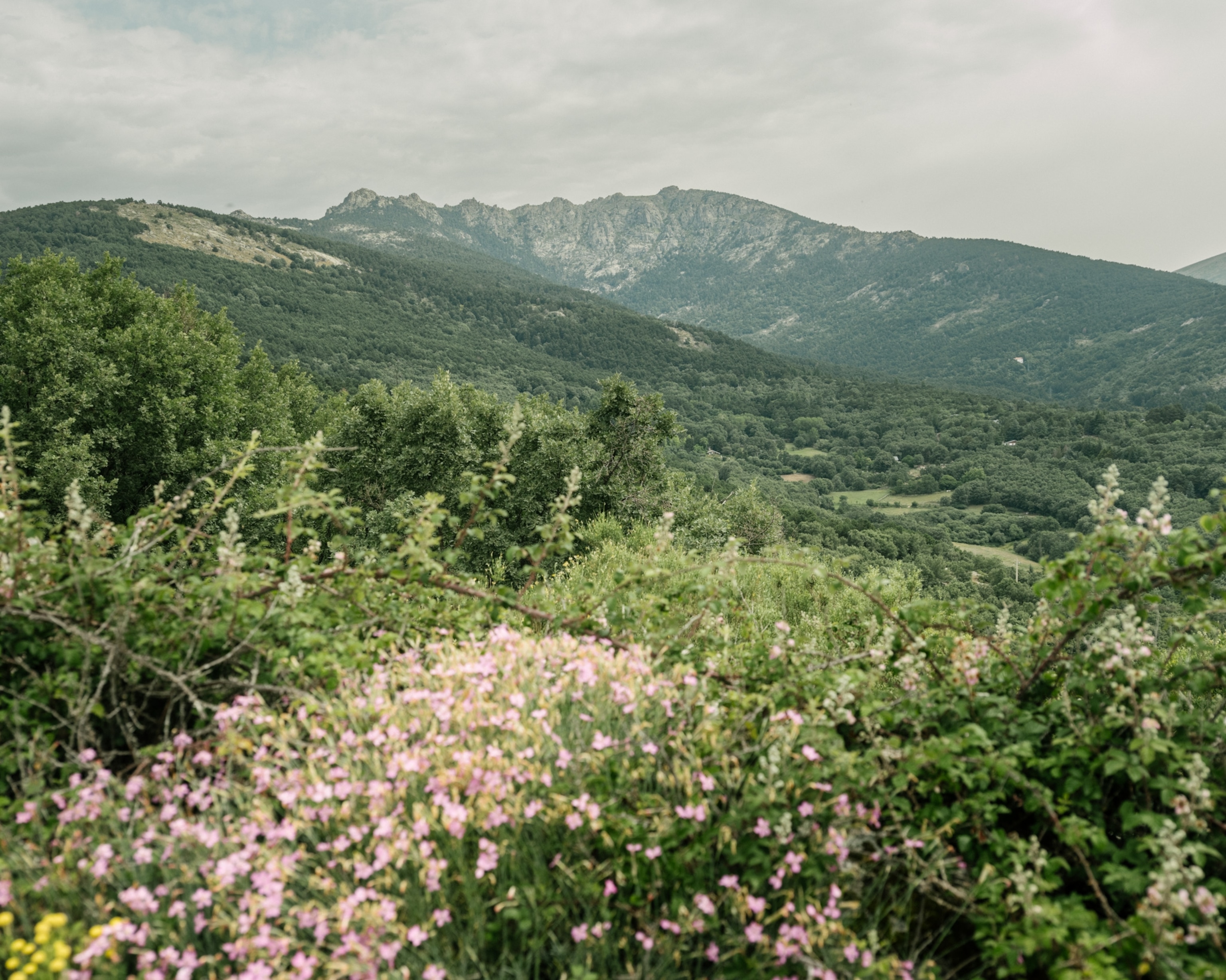 The mountain region known as the Sierra del Dragon falls within a protected national park marked by rare plants and more than 1000 native species of wildlife.