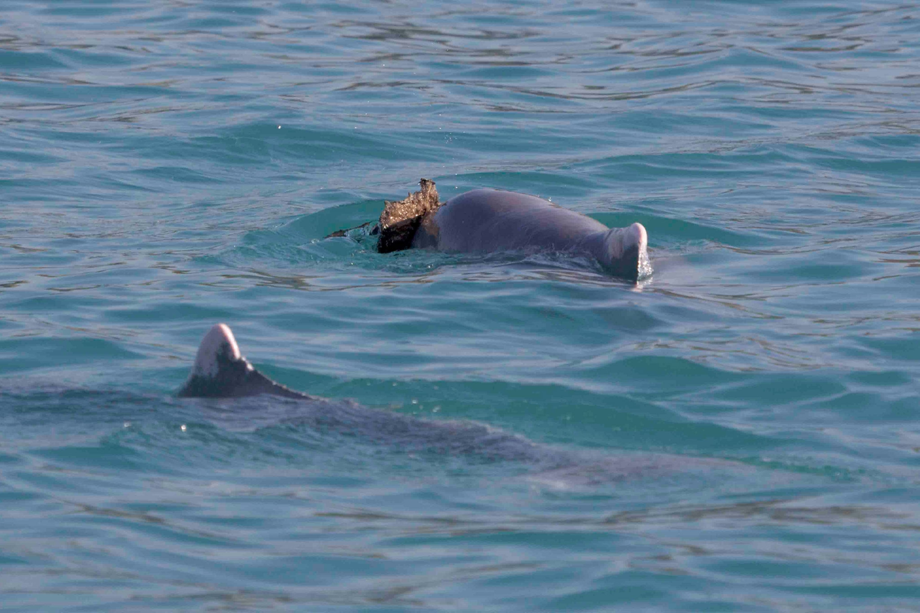 a humpback dolphin