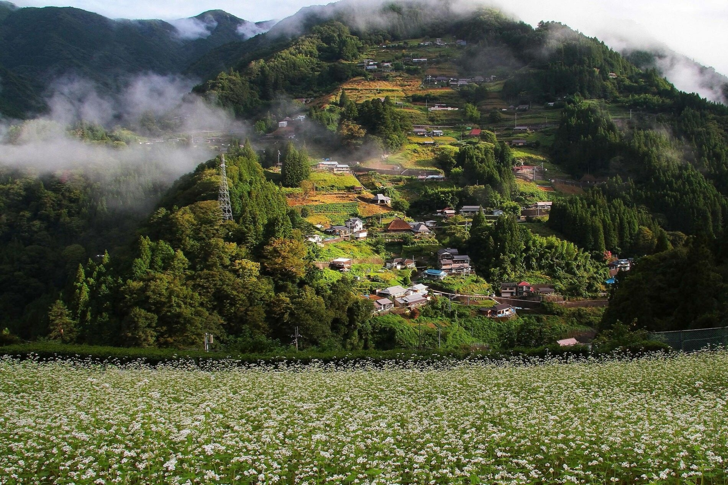 A meadow of white flowers in Iya Valley, Japan.