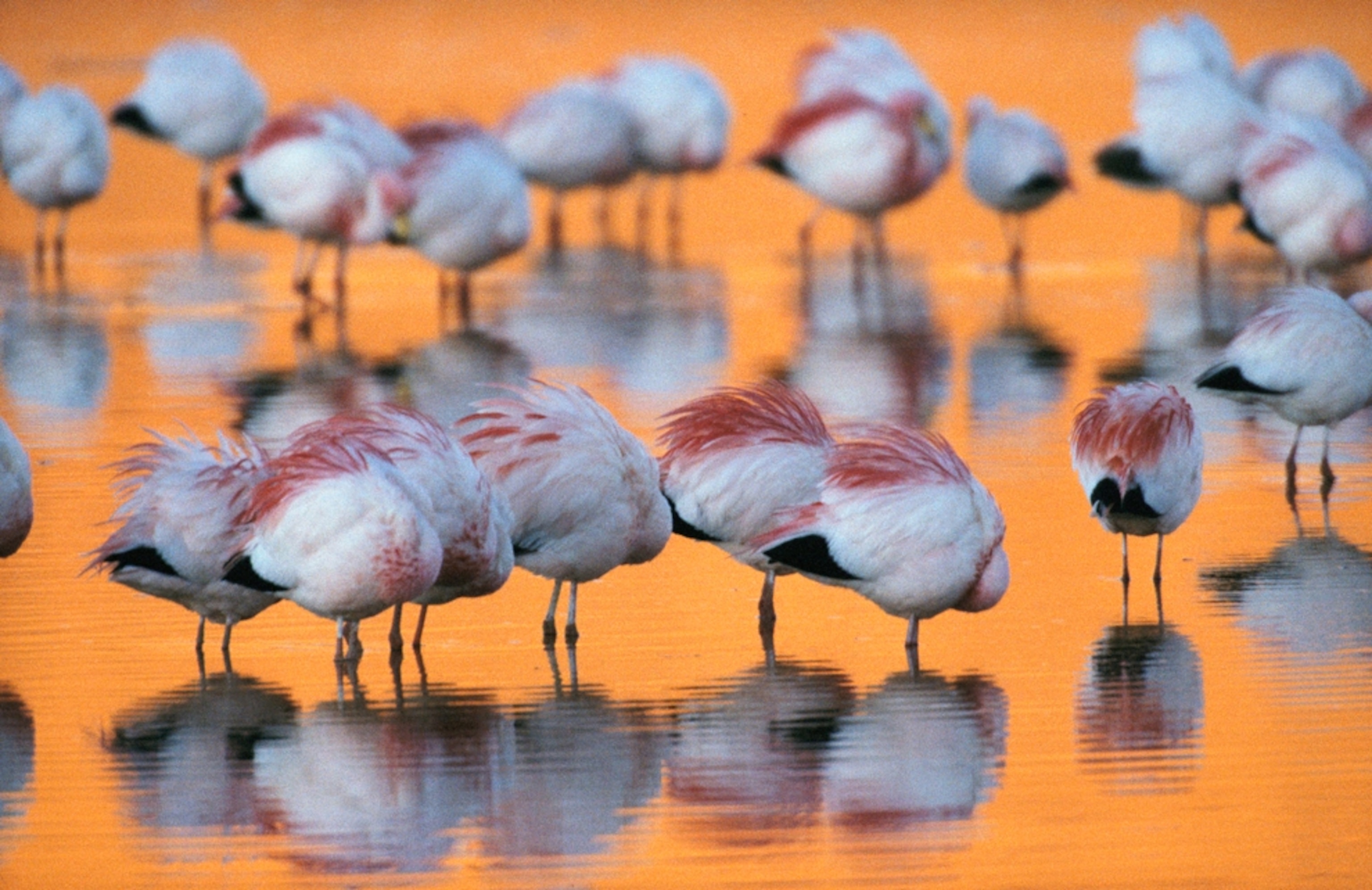 flamingos in lake, Atacama Desert