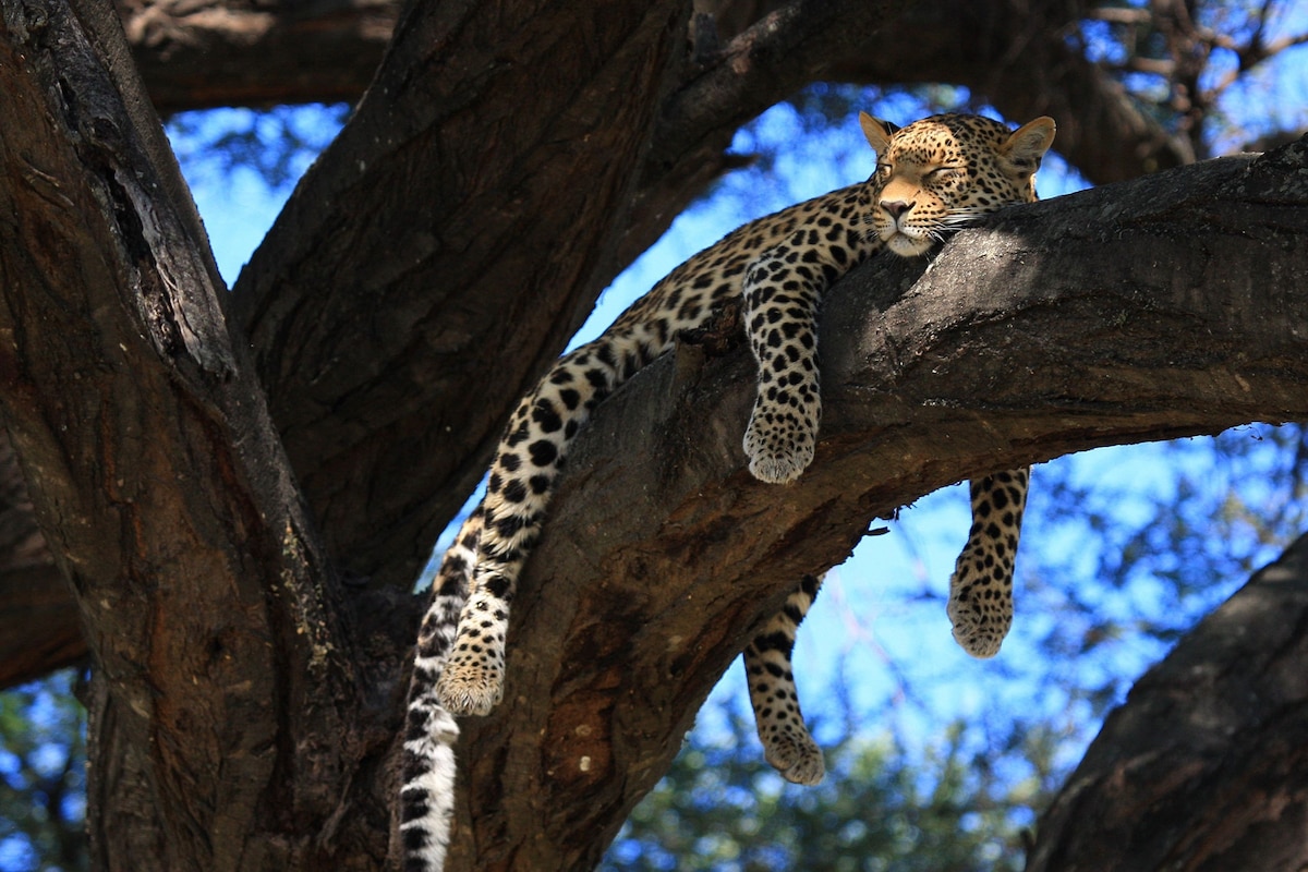 24 Endearing Photos of Animals Sleeping
