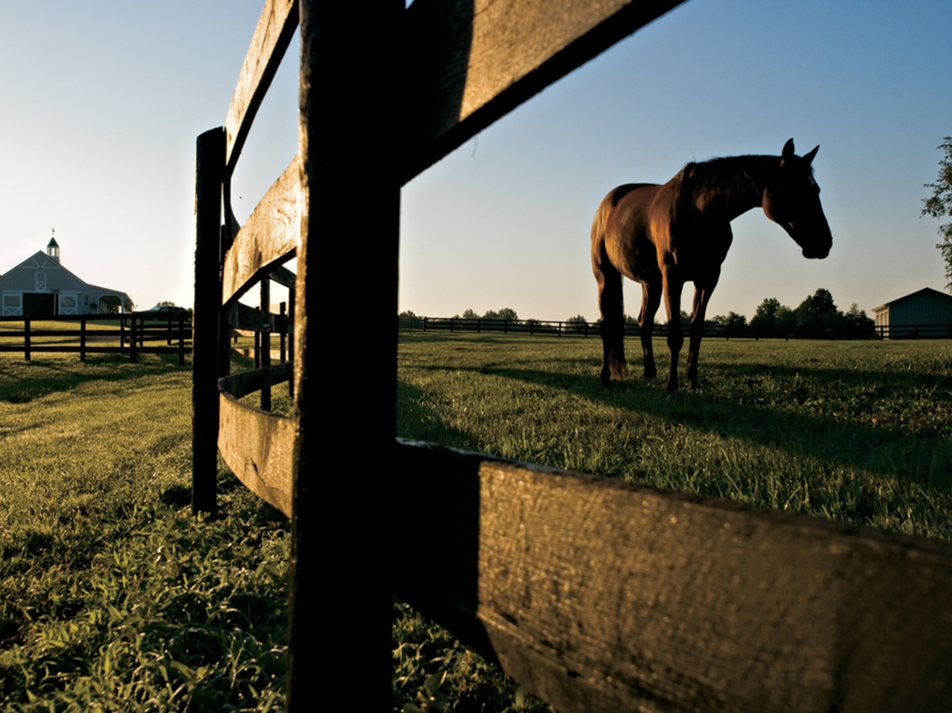 Thoroughbred horse, Northstar farm, Virginia