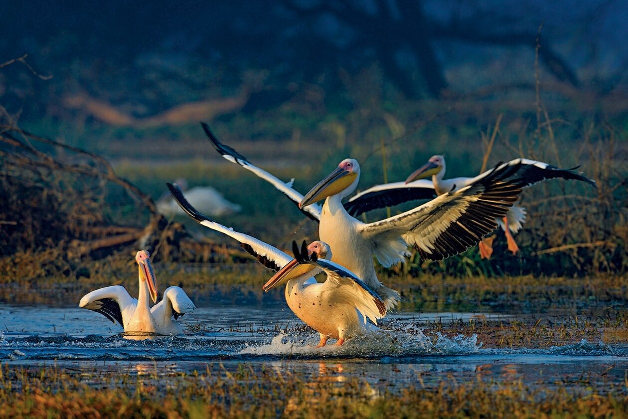 Pelicans land in a shallow lake in Keoladeo National Park.