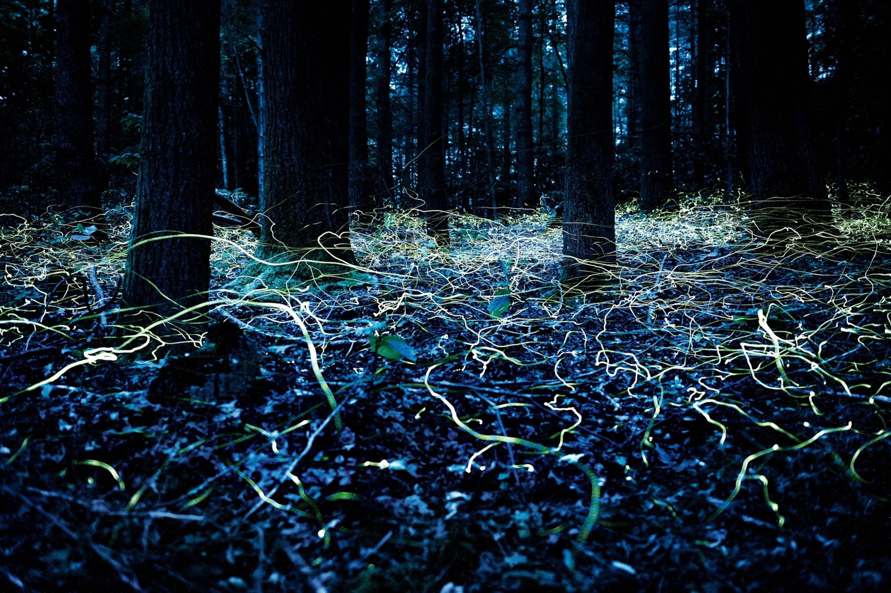 male blue ghost fireflies near Brevard, North Carolina