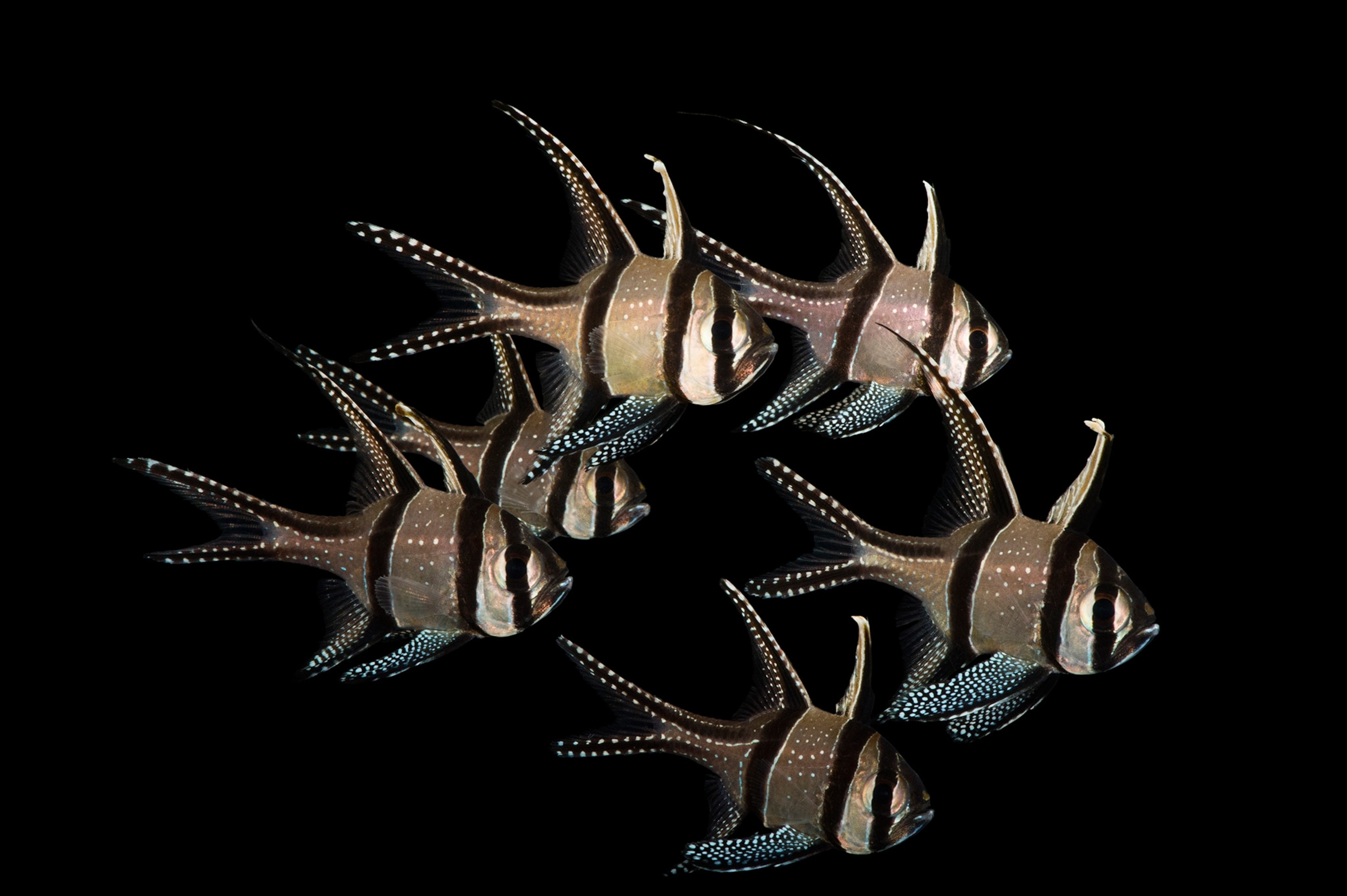 six Banggai Cardinalfish