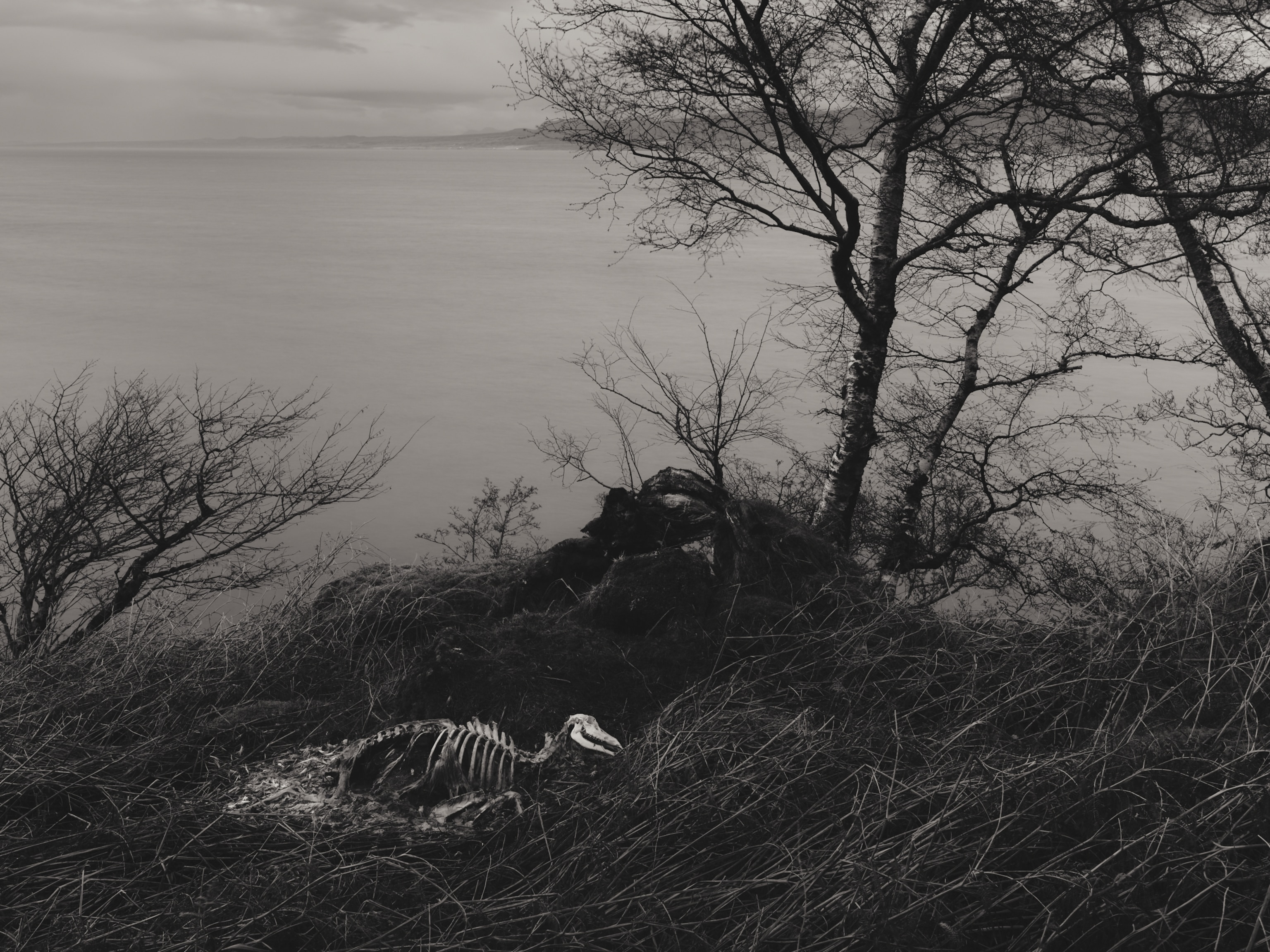 A black-and-white photo of an animal skeleton laying in the grass along a shore.
