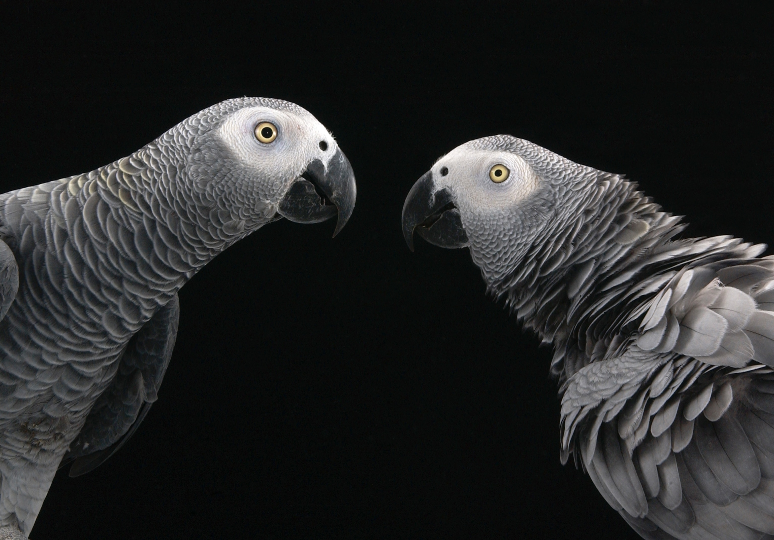 two African Grey Parrots