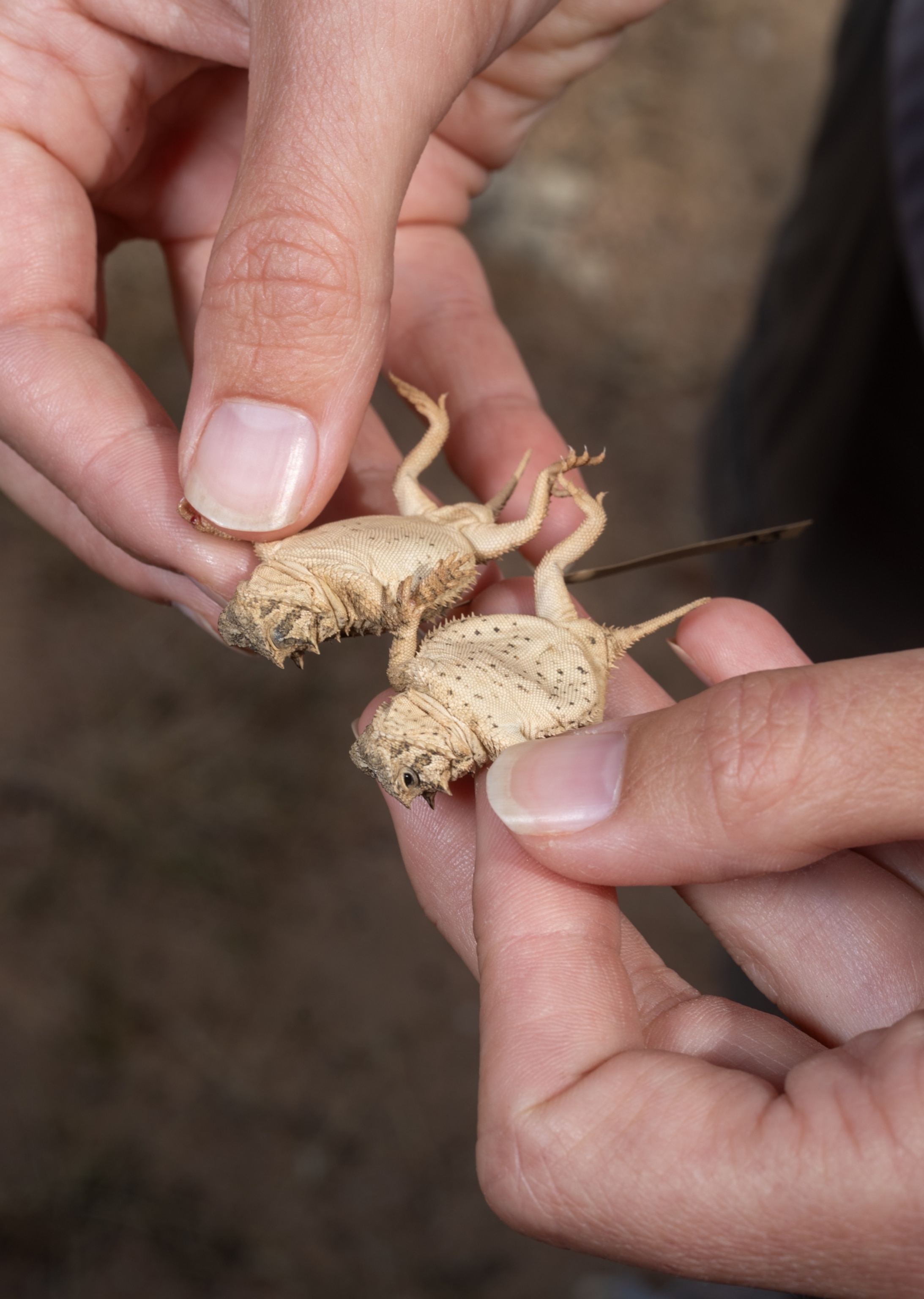 Hands holding two lizards bellies up.