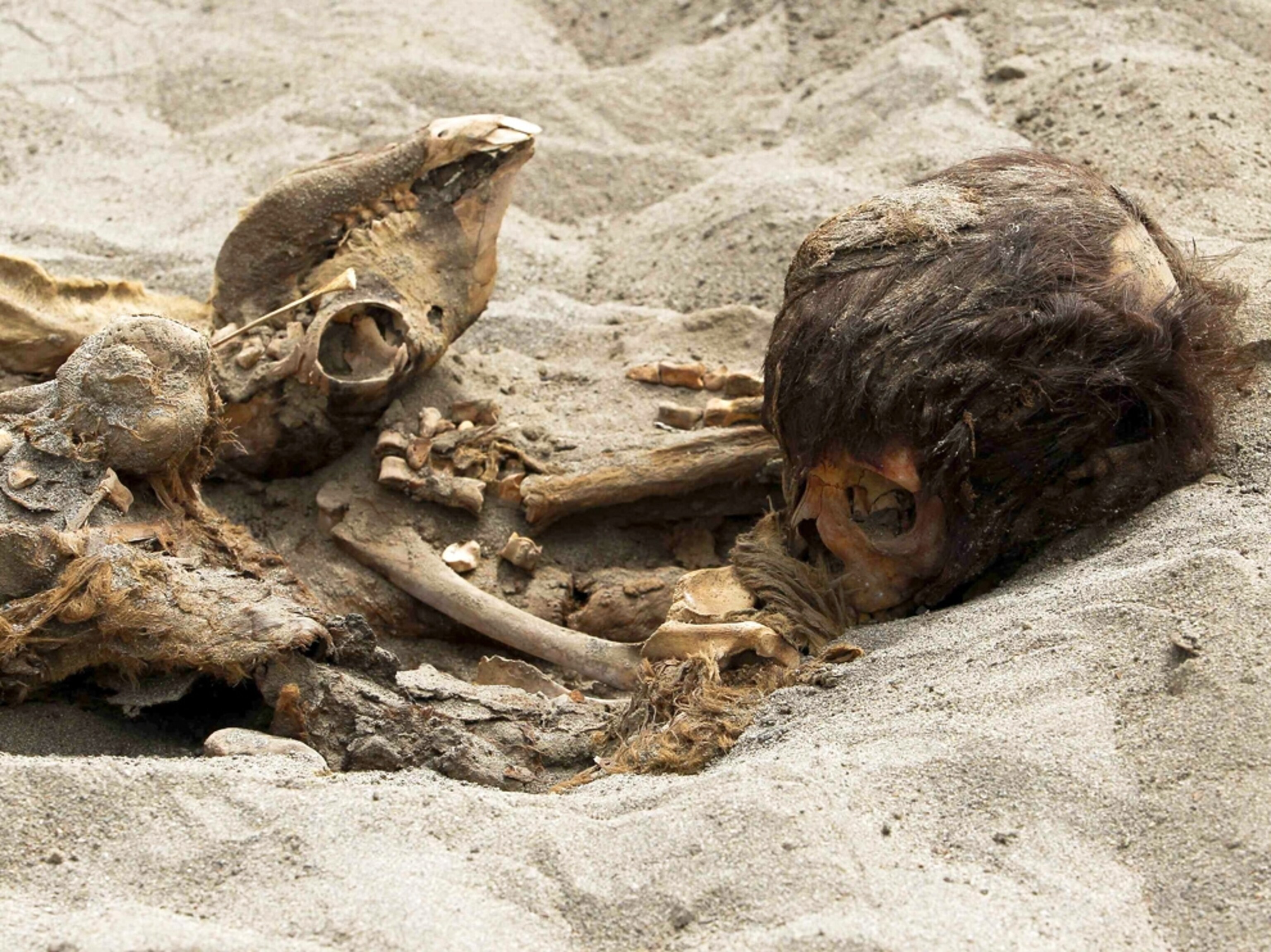 Child sacrifice picture: Chimu victim and llama found in Peru