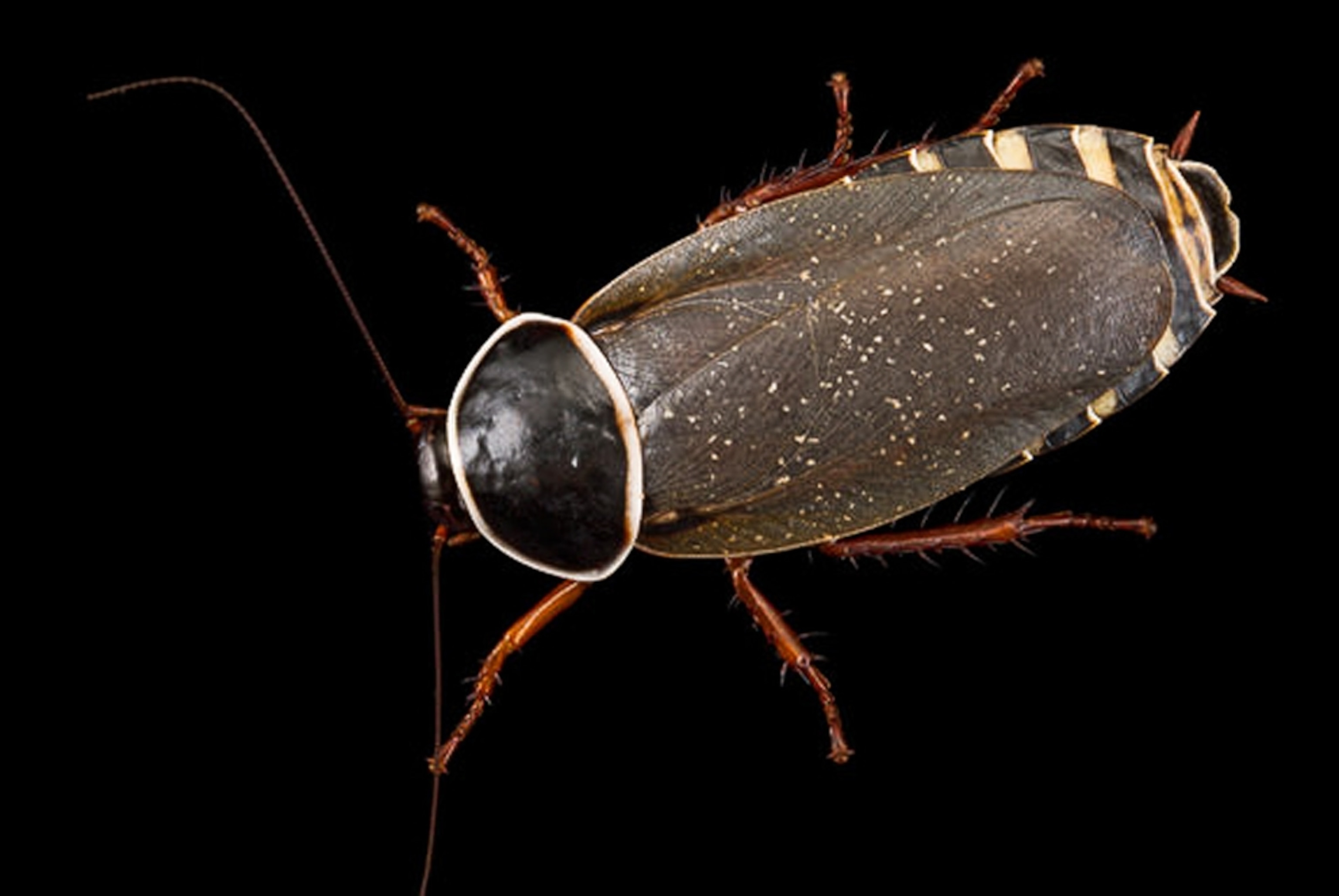 a new species, the cockroach-like Conservation International blattodean, for a photo gallery on 20 surprising animals of the last 20 years