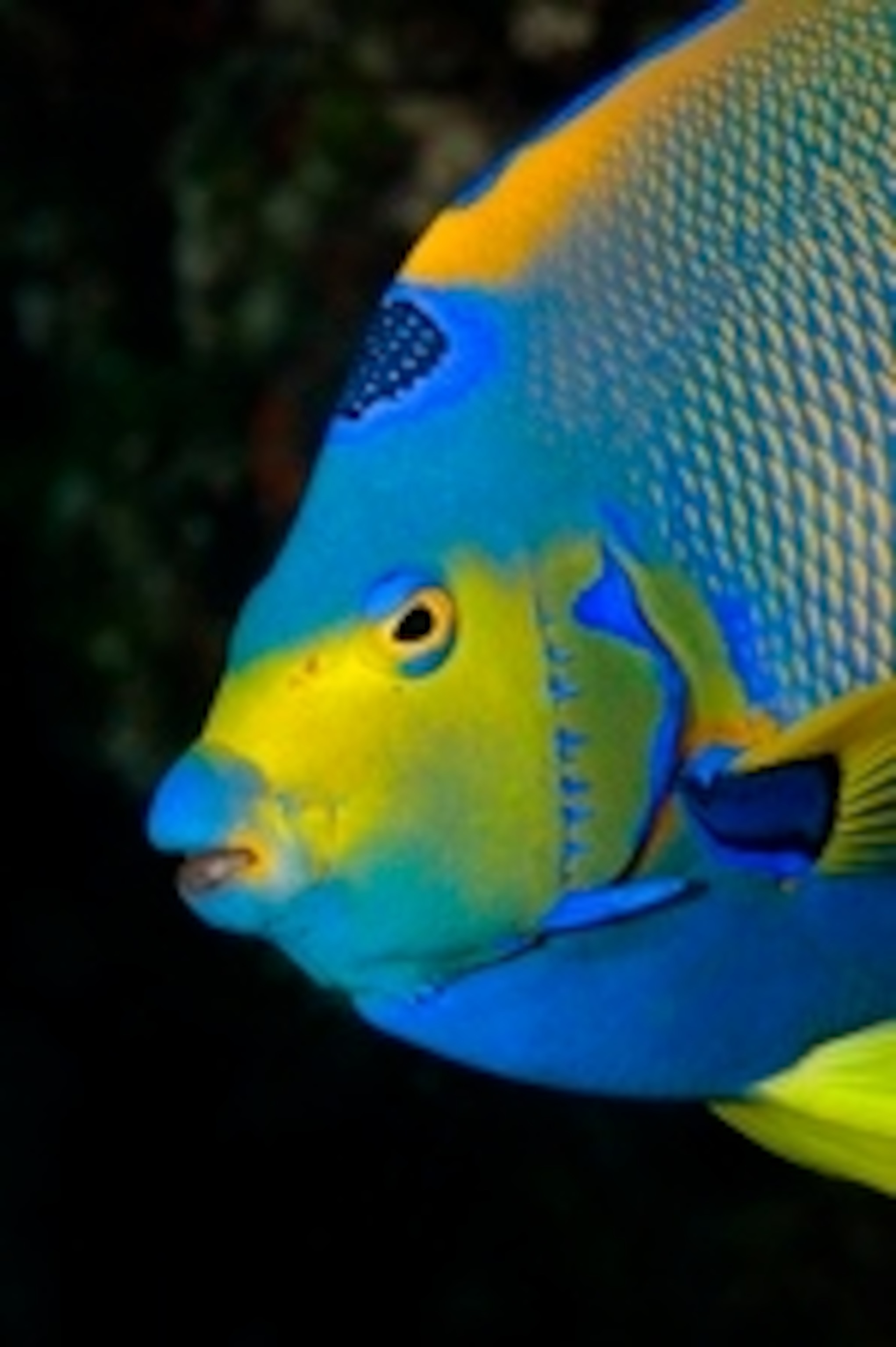 frink angelfish.jpg