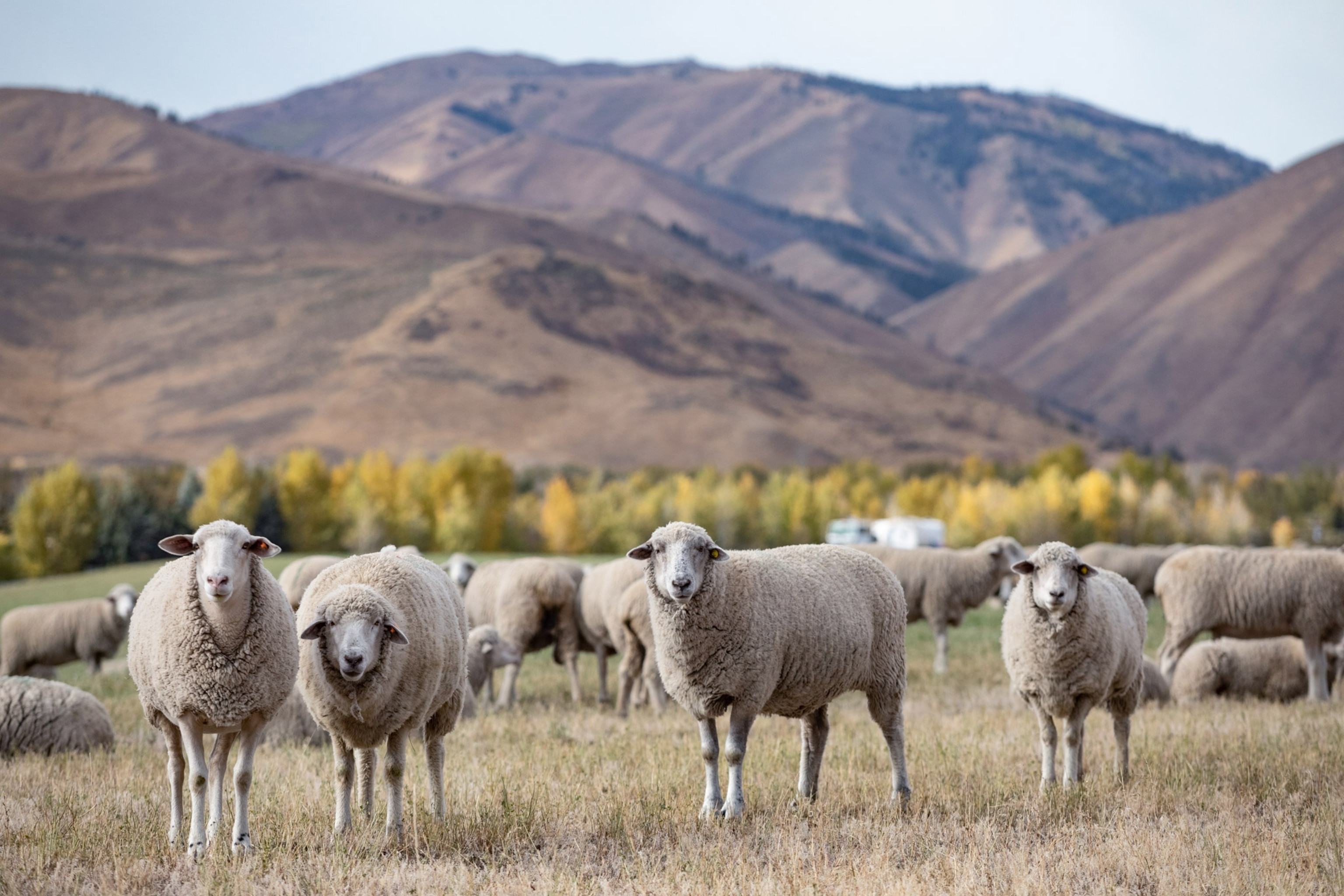 Sheep grazing in a field south of Ketchum, Idaho