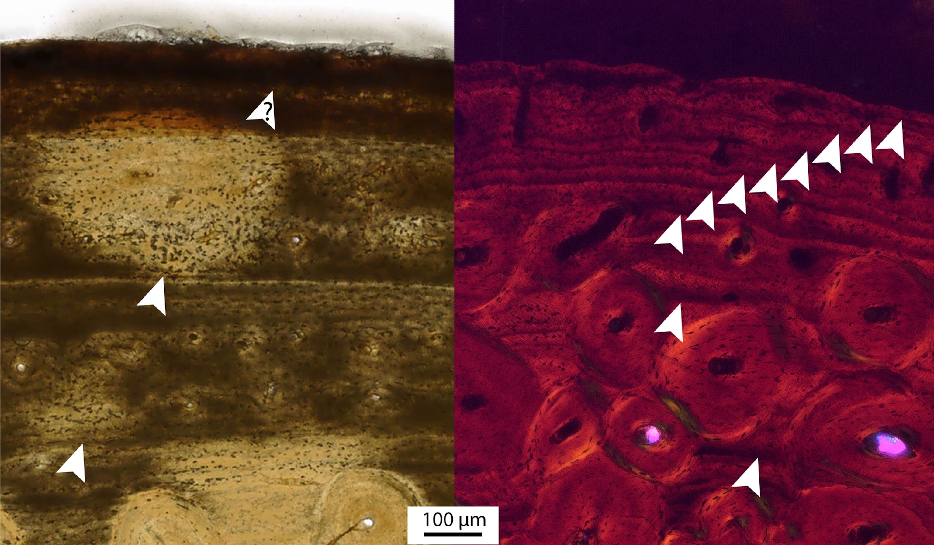 cross-sectional areas of the hyoids of the Nanotyrannus lancensis holotype, a ’teenage’ T. rex, and a larger more mature T. rex.