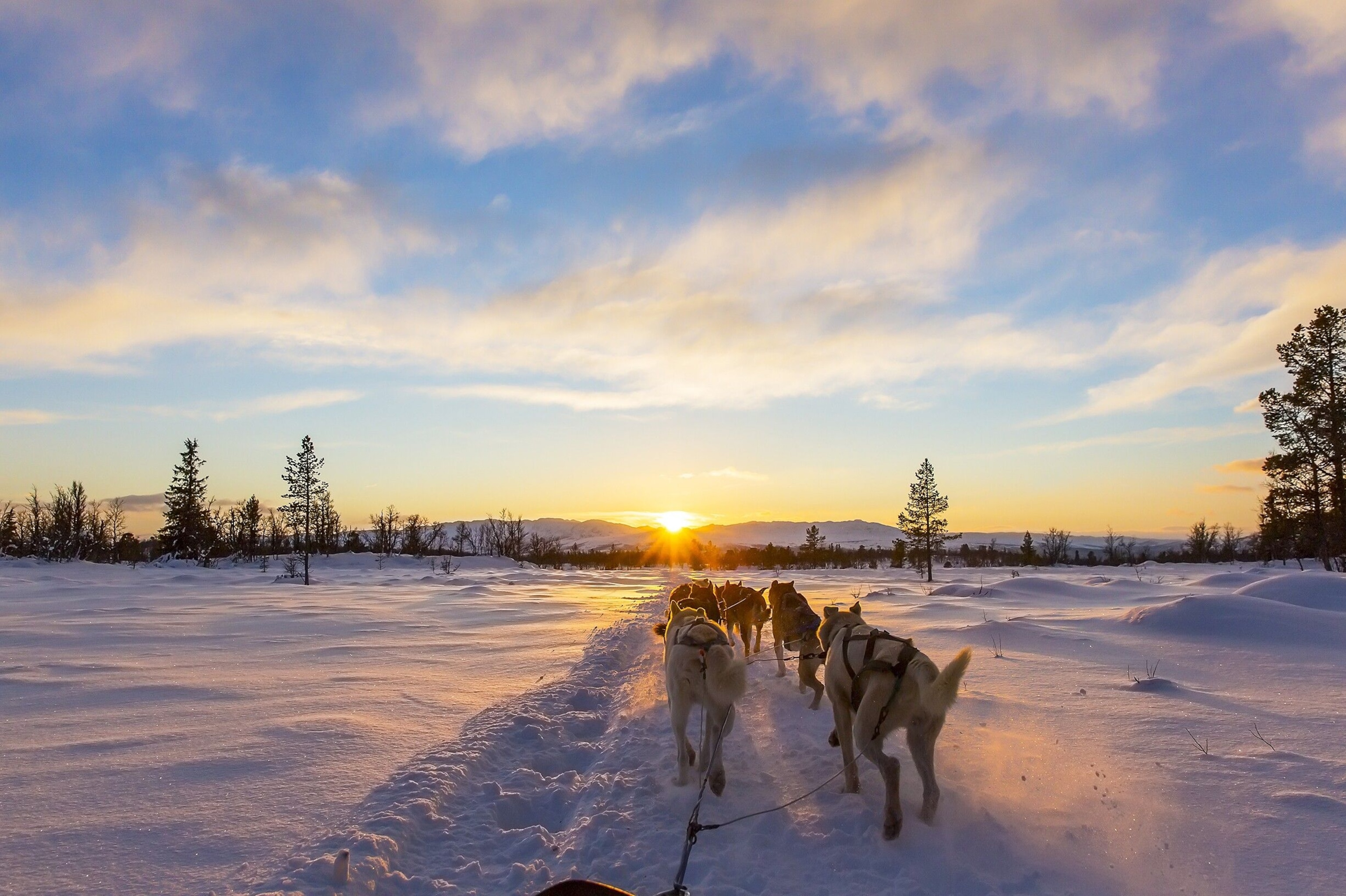 POV of a dog sledding experience in Alta, one of the best locations where you can learn about Sami culture.