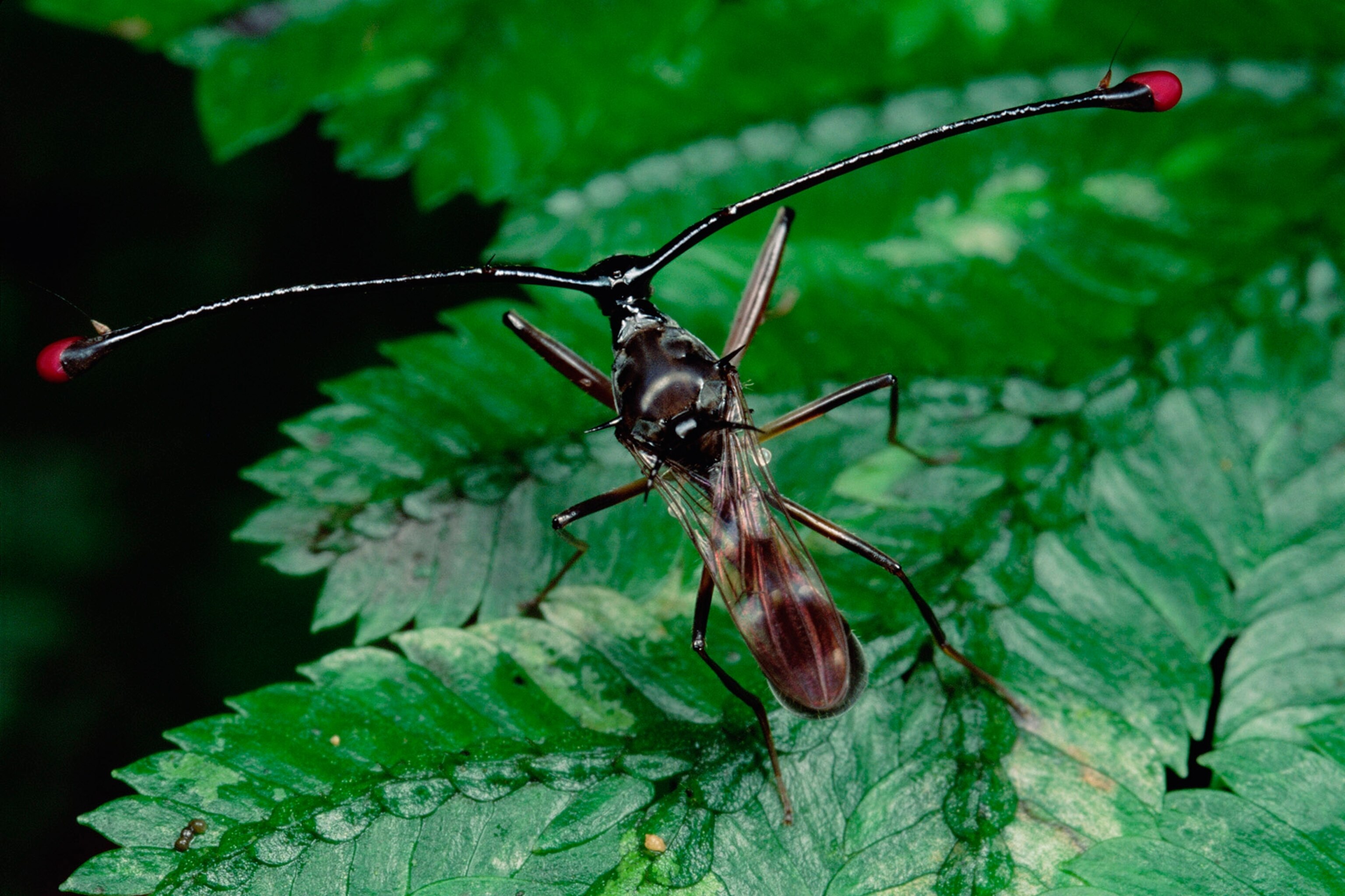 Split Tail Fly Insect These Adaptations Give Insects a Survival Advantage