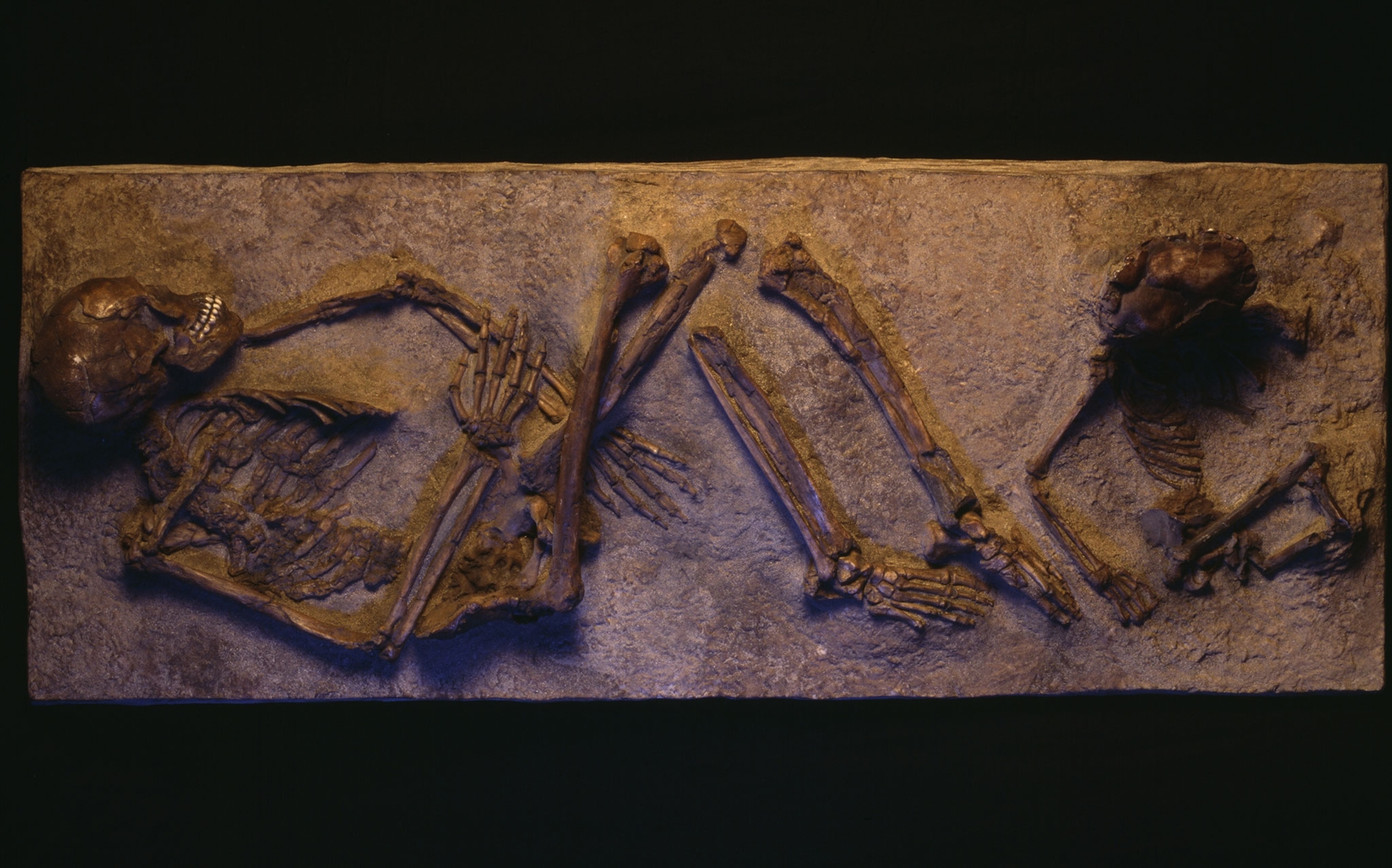 Qafzeh human remains