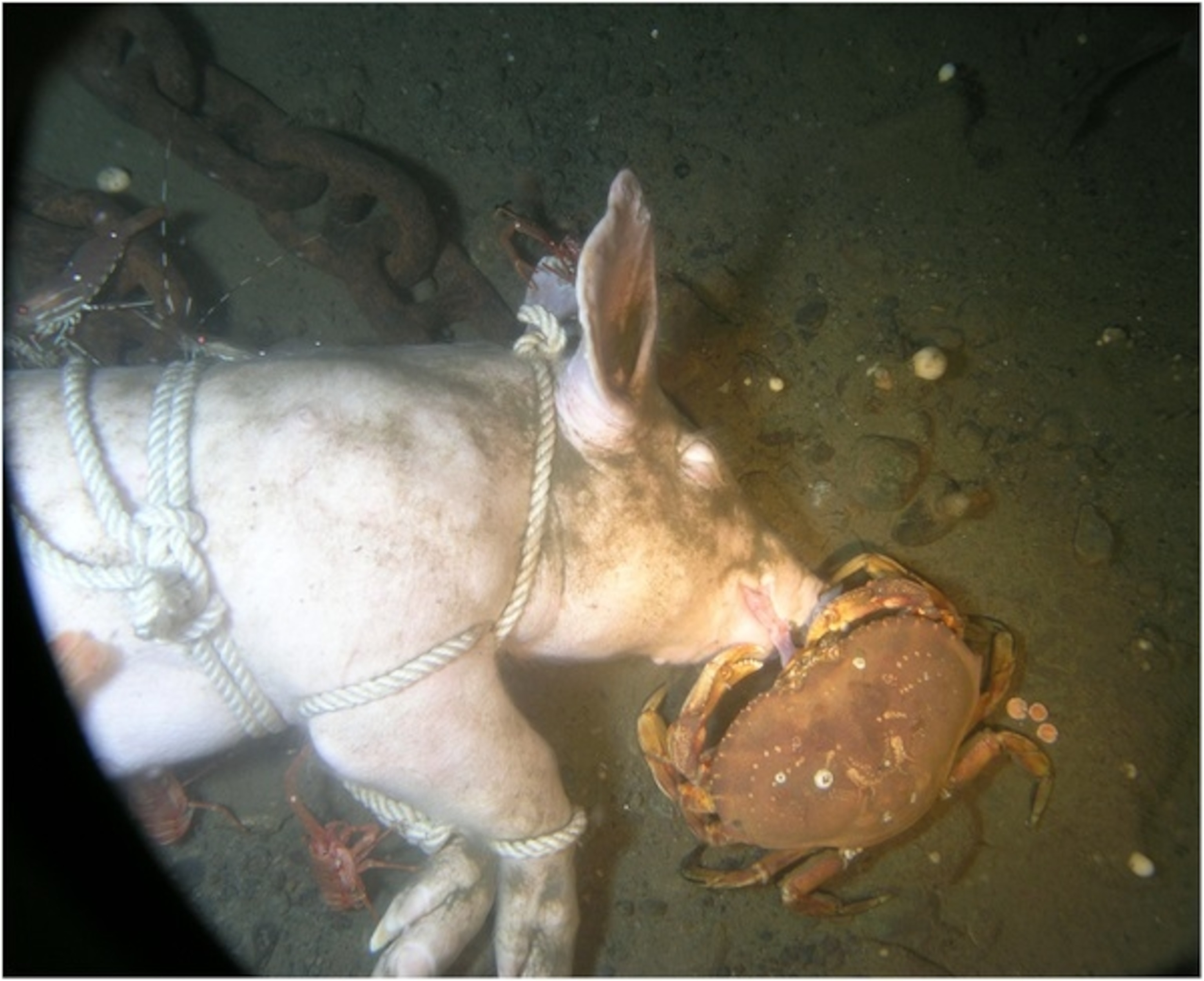 A Dungeness crab picks at Carcass 2, on Day 4. From Anderson and Bell, 2014.