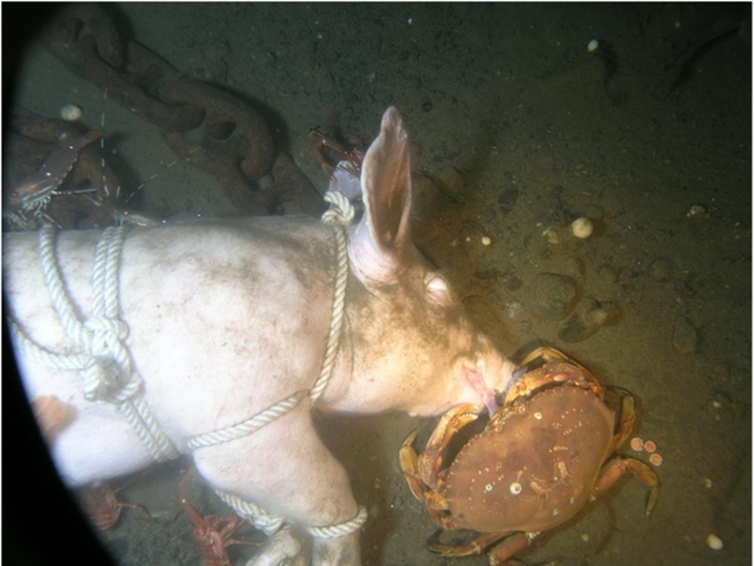 The Undersea Afterlives of Three Little Piggies