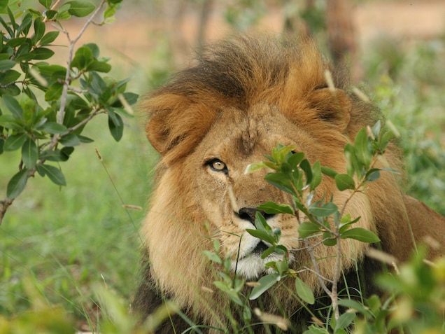 Poachers Target Rescued Circus Lions in Worrying New Trend Liso, pictured here, and José are just two of at least 20 captive lions that were killed or targeted by poachers in South Africa’s Limpopo province this year. Photograph courtesy Animal Defenders International