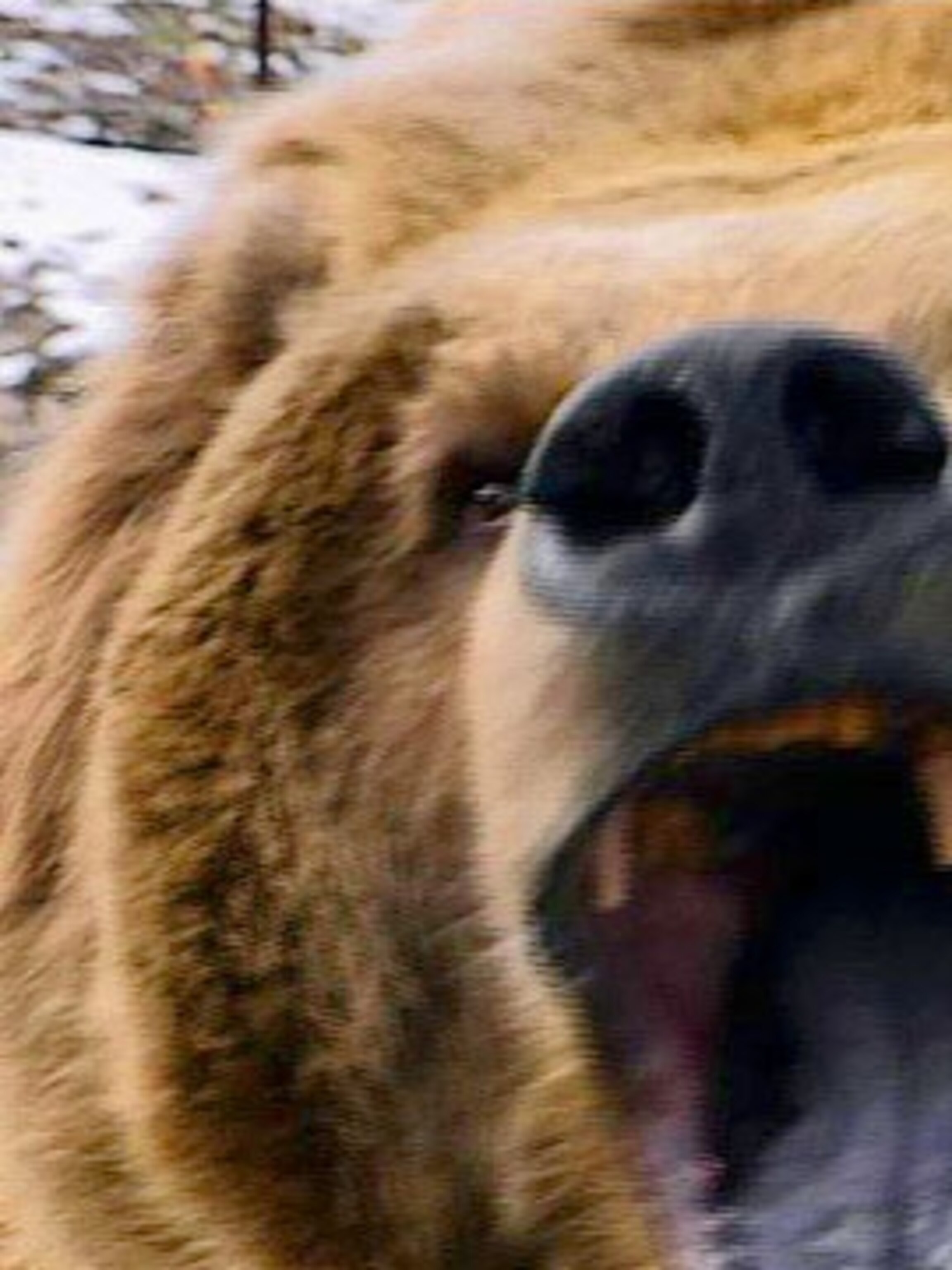 What S Next For Yellowstone S Grizzlies