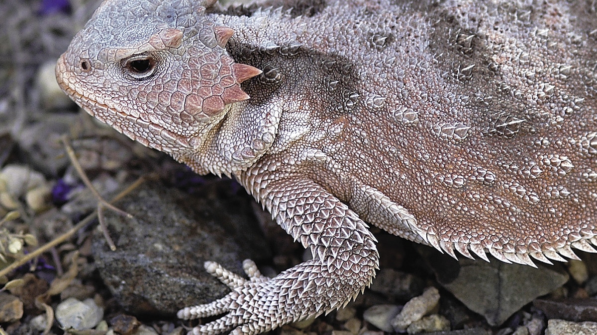 Short-Horned Lizard | National Geographic