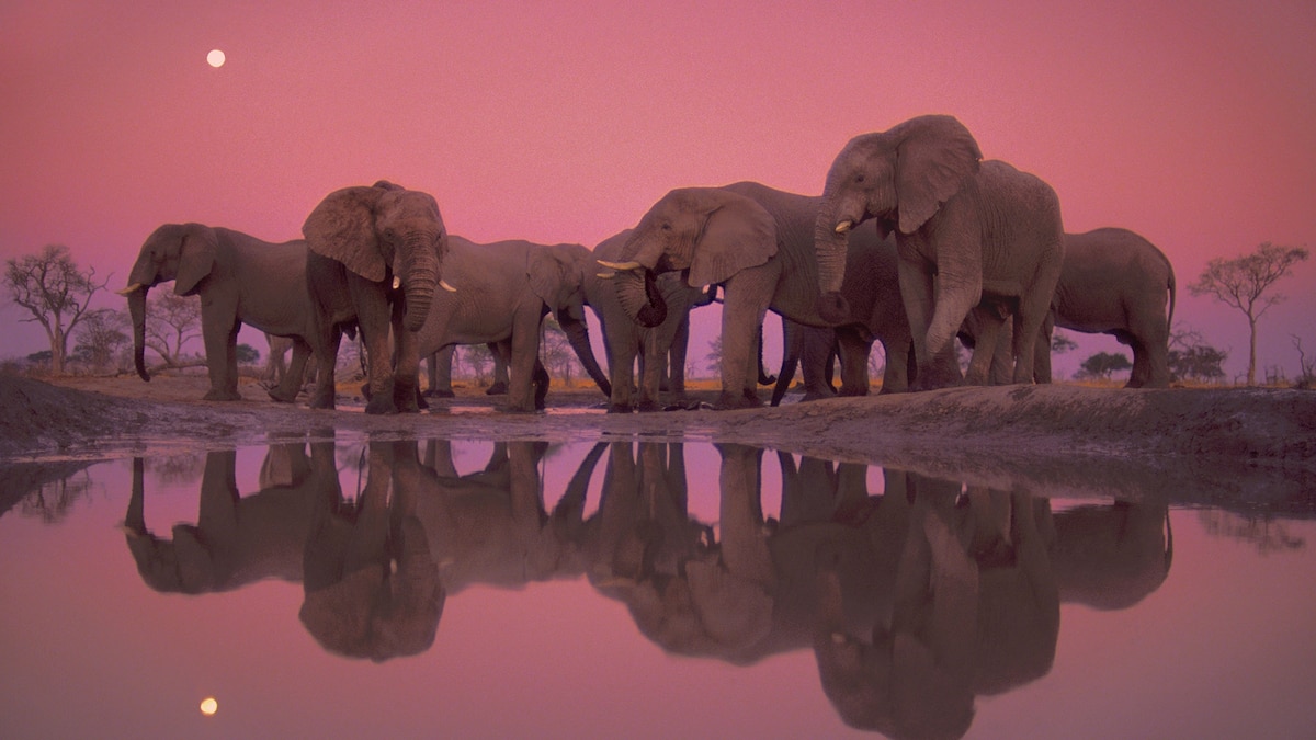 See photographer Frans Lanting's best work