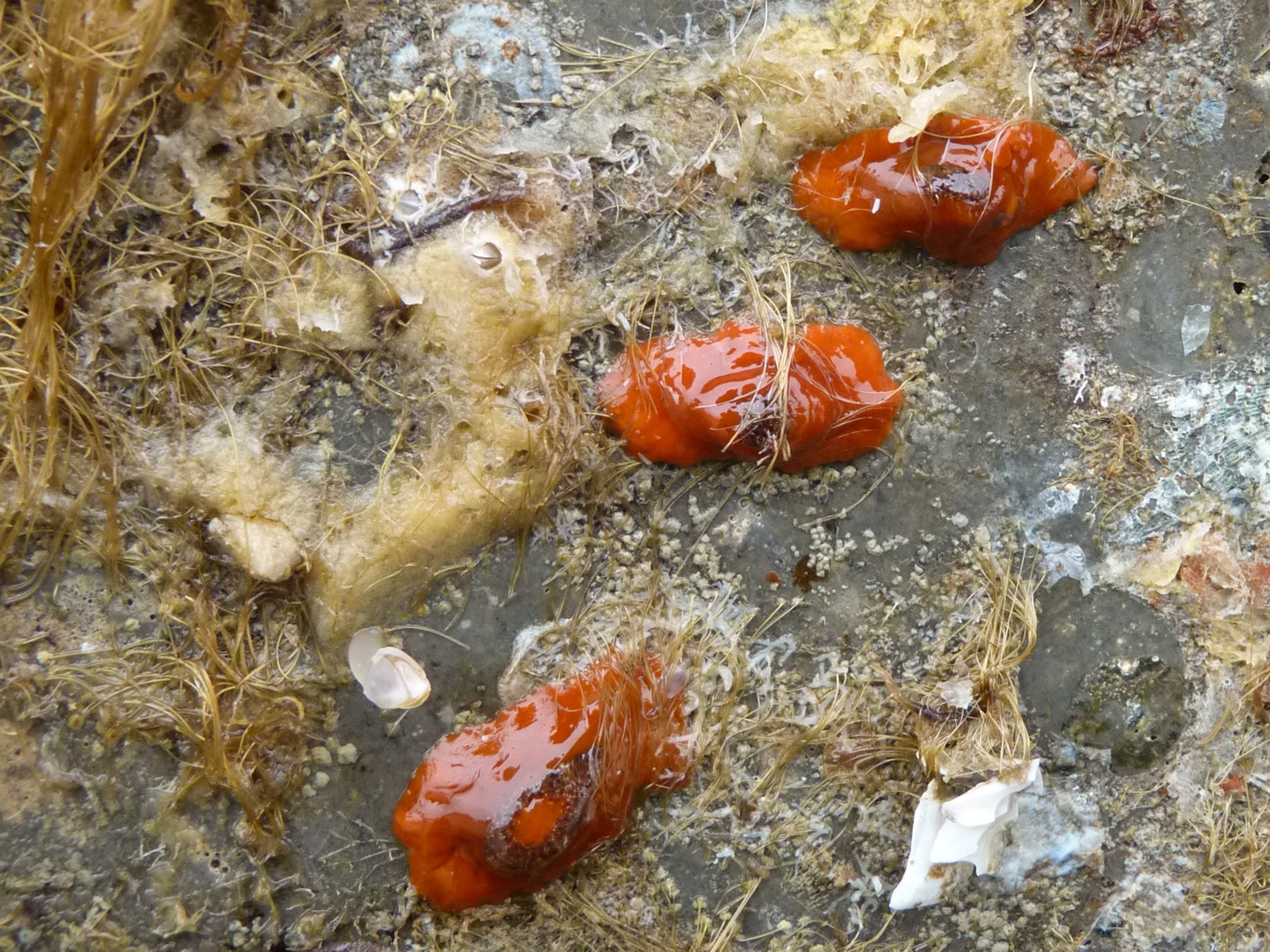 Japanese tsunami dock picture: structure on Oregon beach