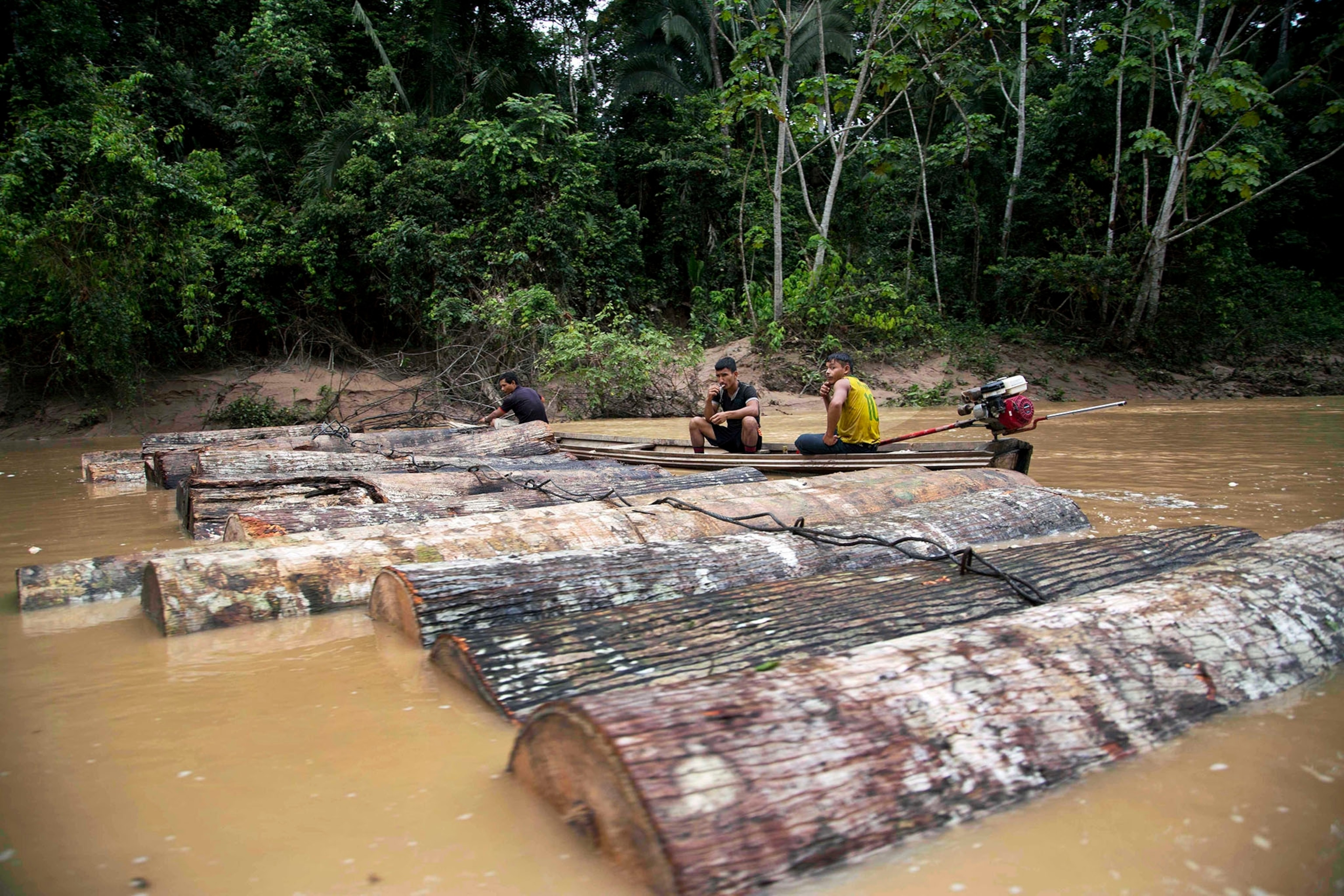 illegal loggers
