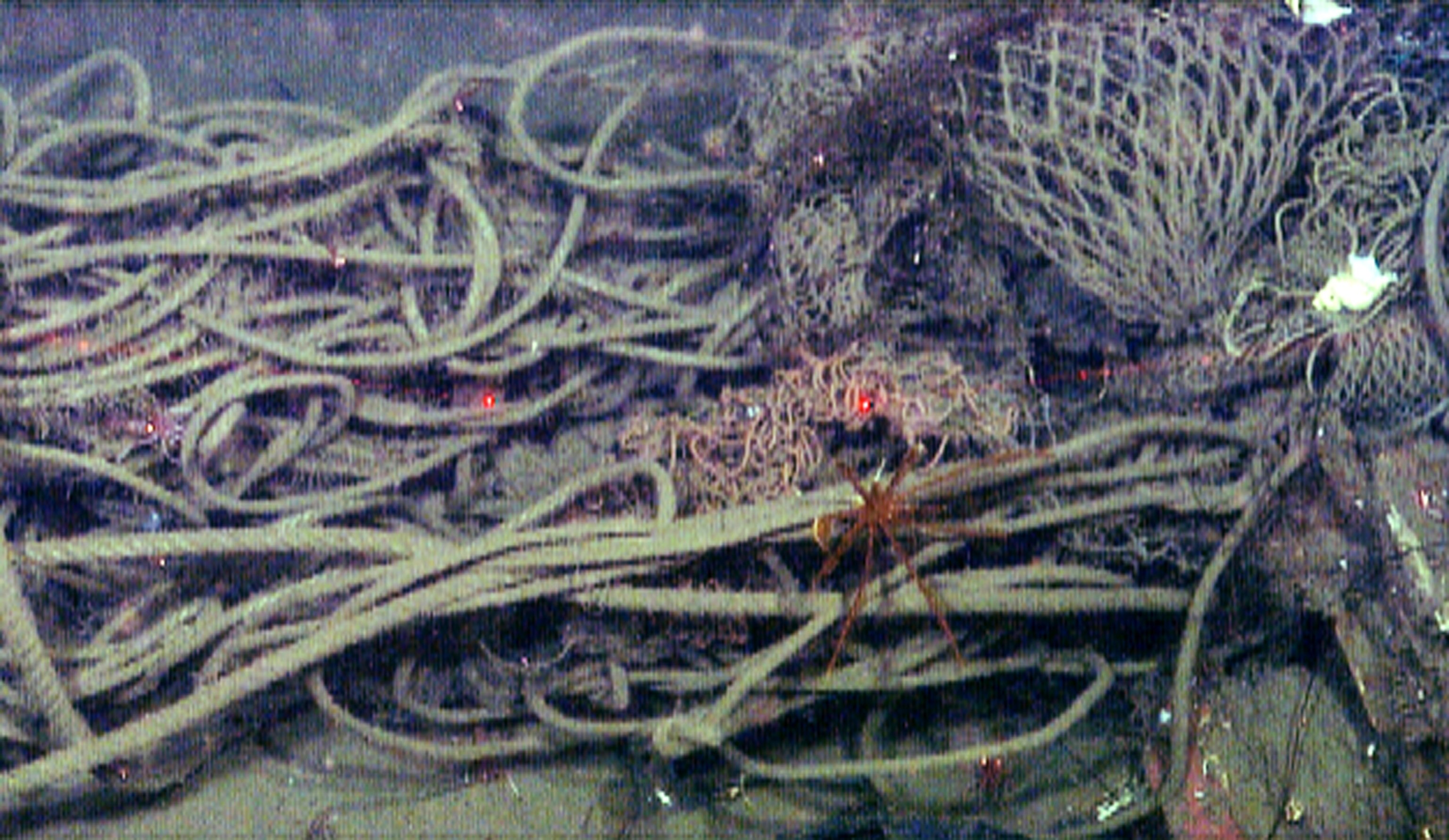 rope on seafloor of Monterey Canyon
