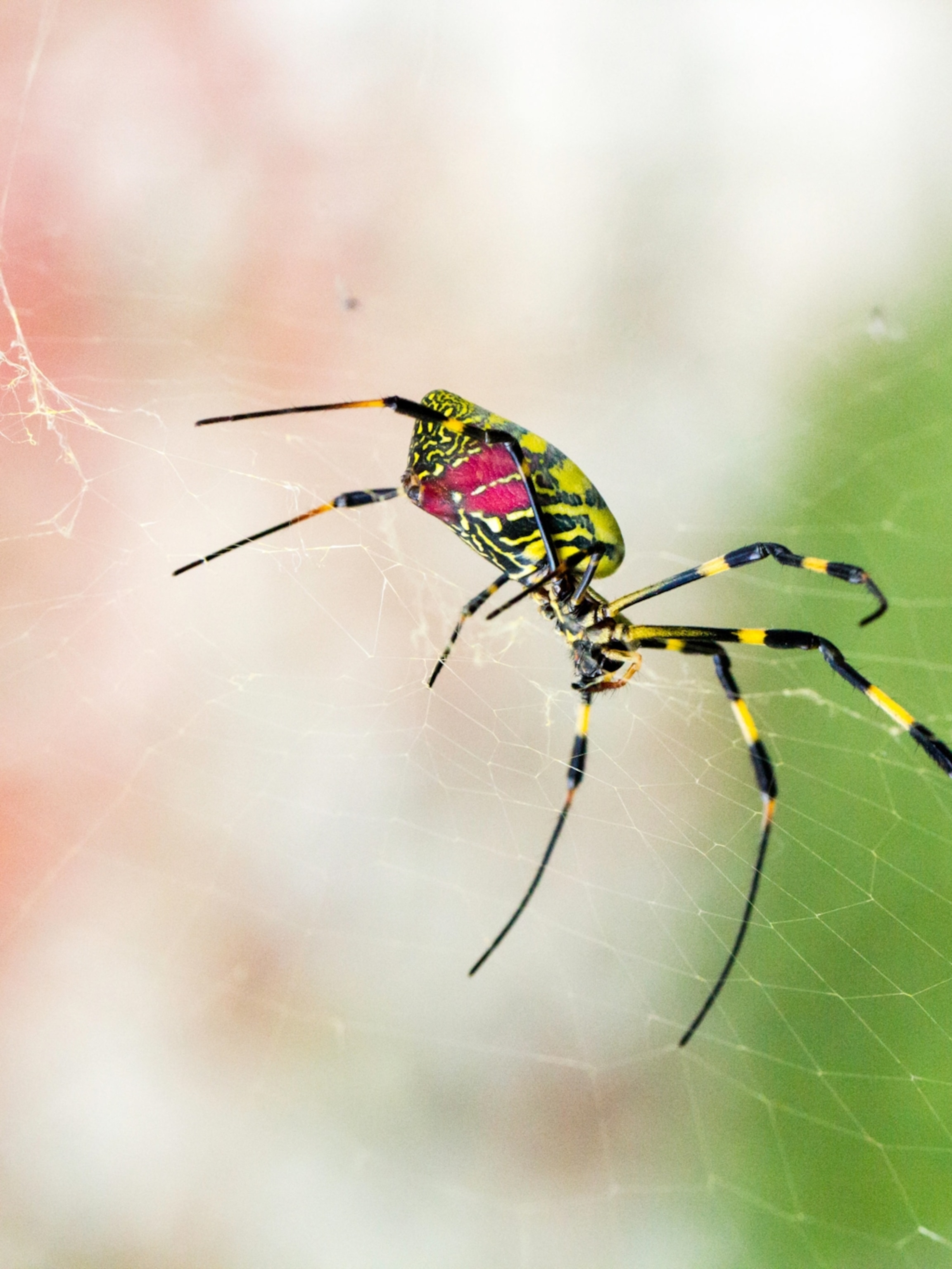 Insects And Spiders Names