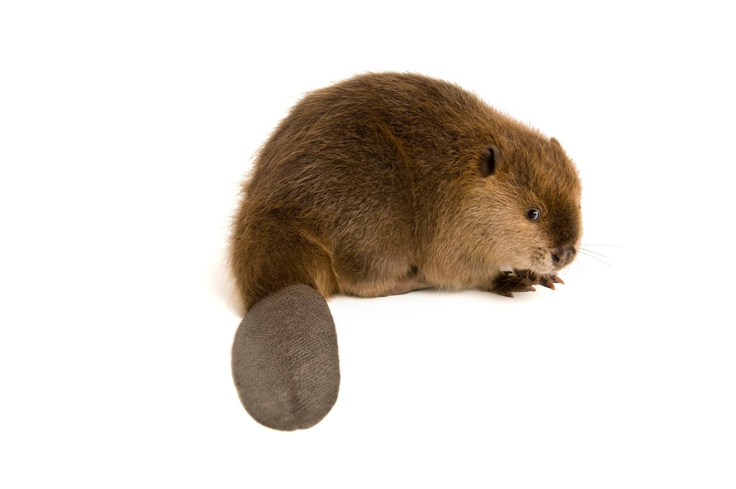 beaver.JPG?w=1436&h=954