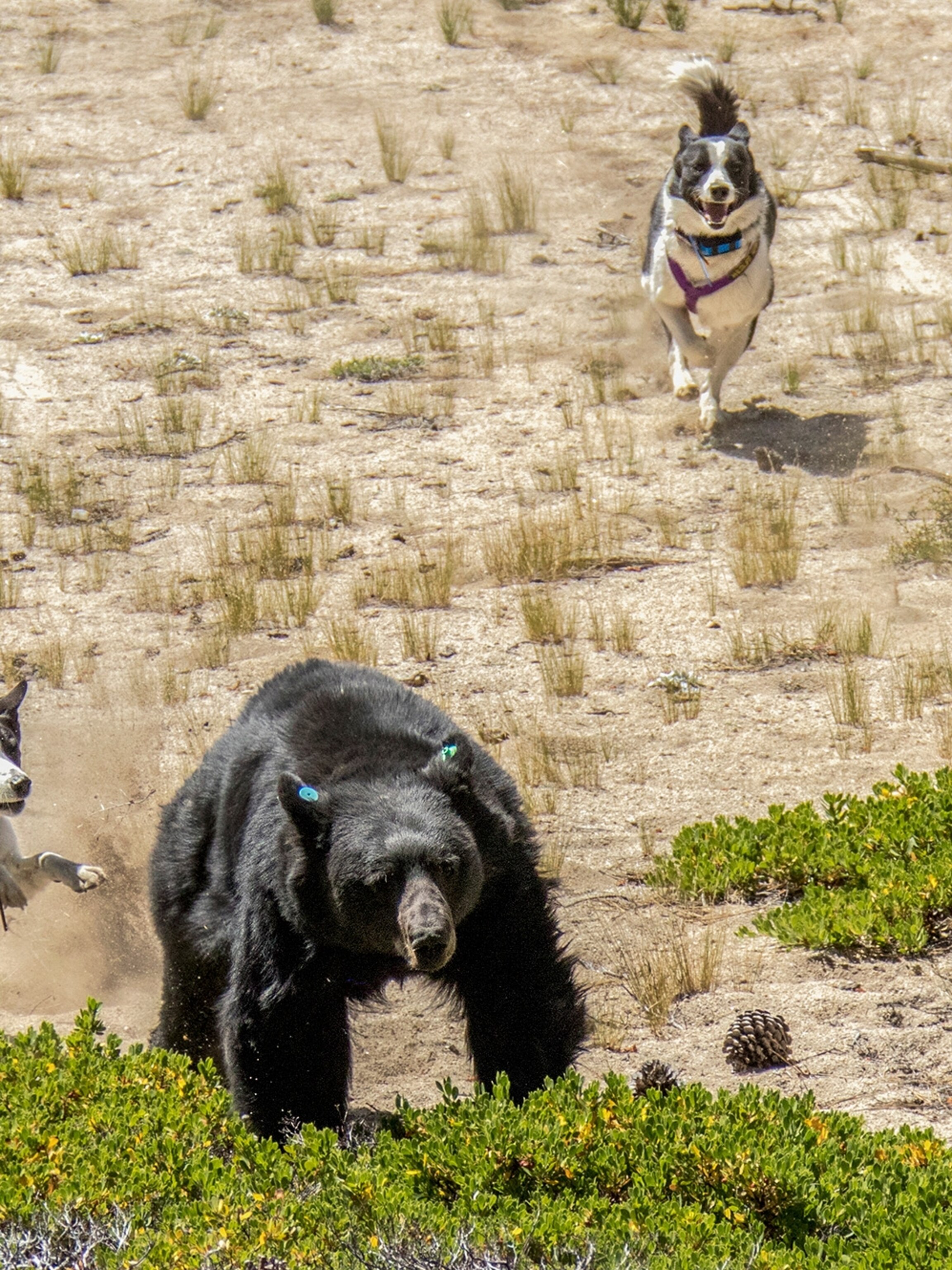 Can You Shoot A Dog On Your Property In Australia