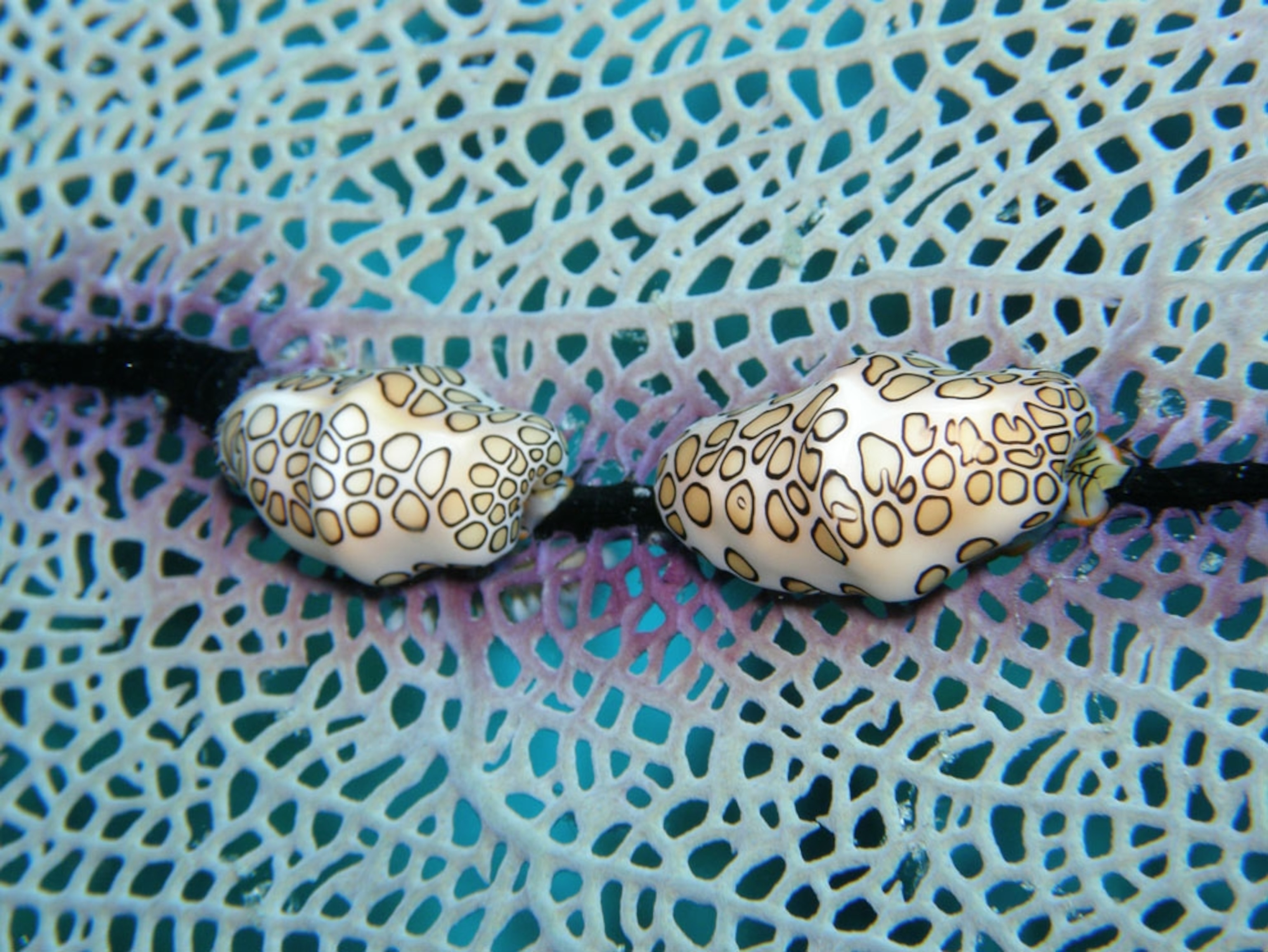 Two Flamingo Tongue mollusks feeding on a sea fan off the southwest coast of Barbados