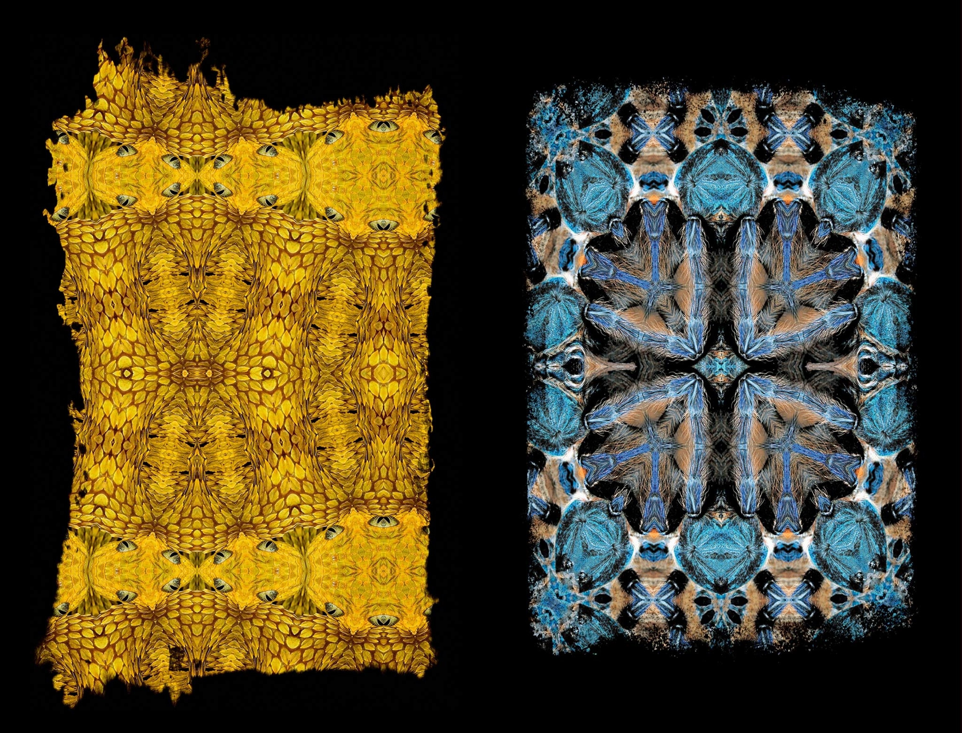 bush-viper-tarantula