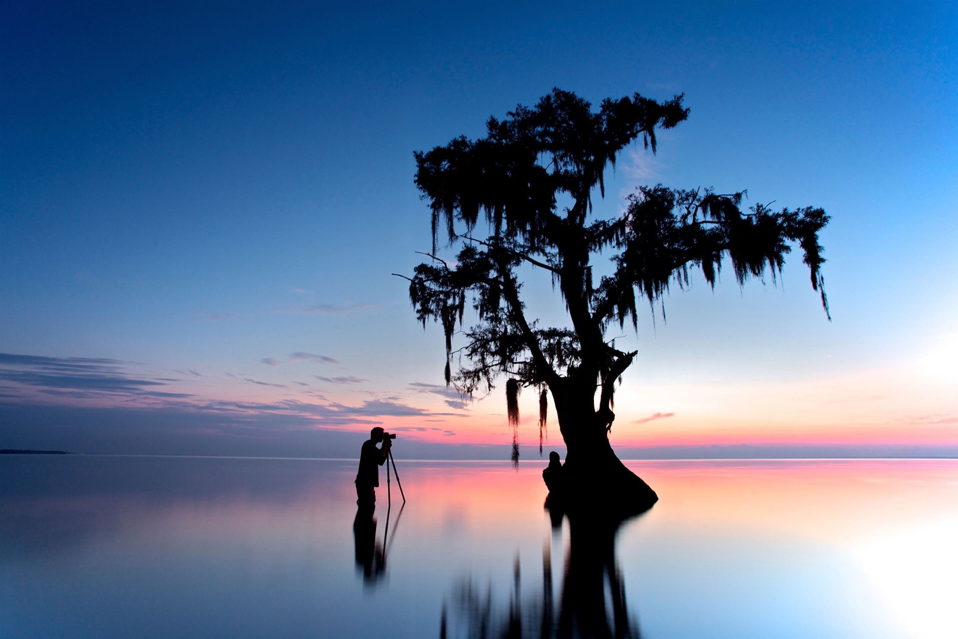 a photographer taking a picture of a cypress tree in New Orleans, Louisiana