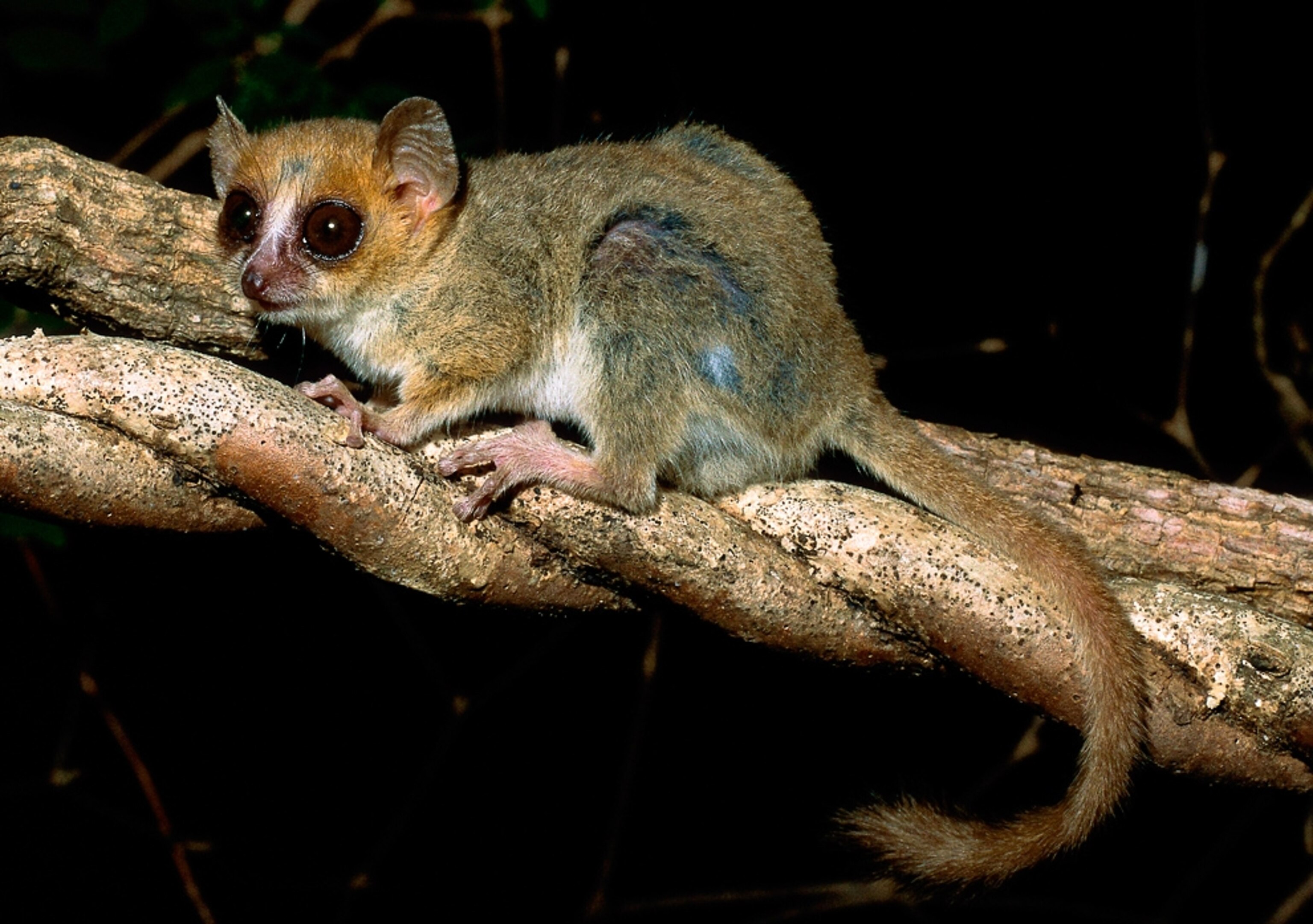 the mouse lemur Microcebus berthae, one of the new species found in Madagascar